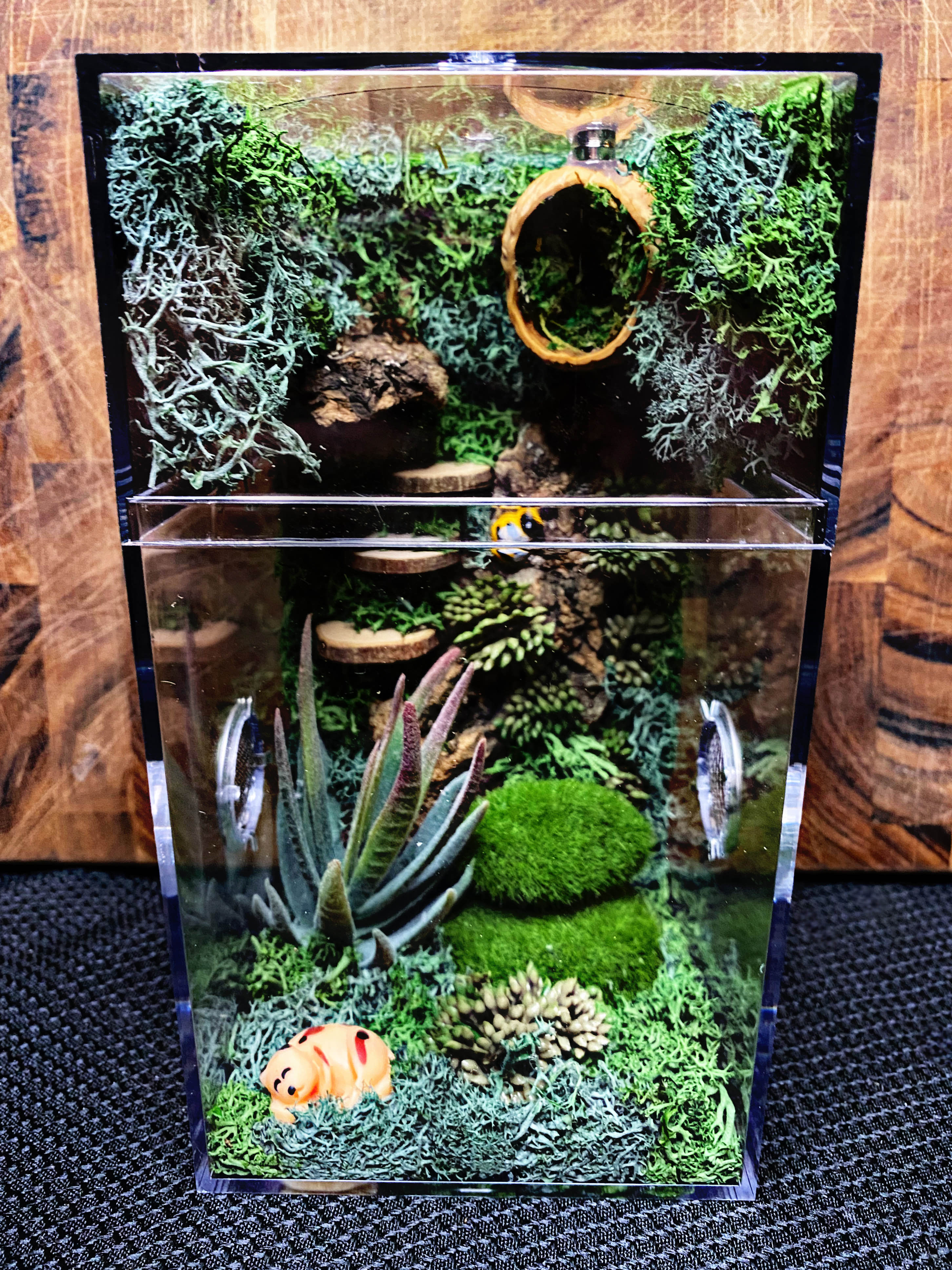 Custom Jumping Spider Enclosure For Sale