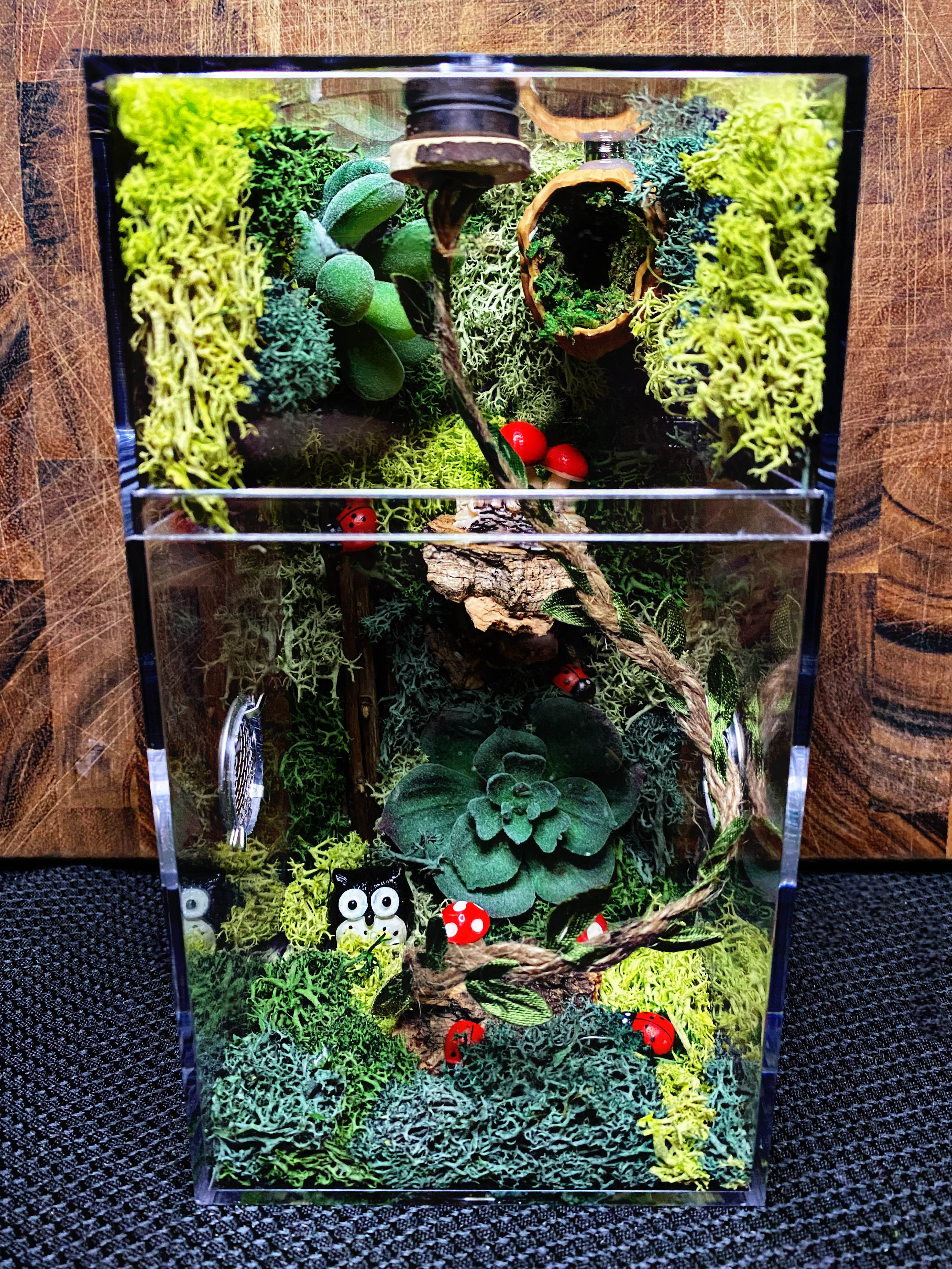 Custom Jumping Spider Enclosure For Sale