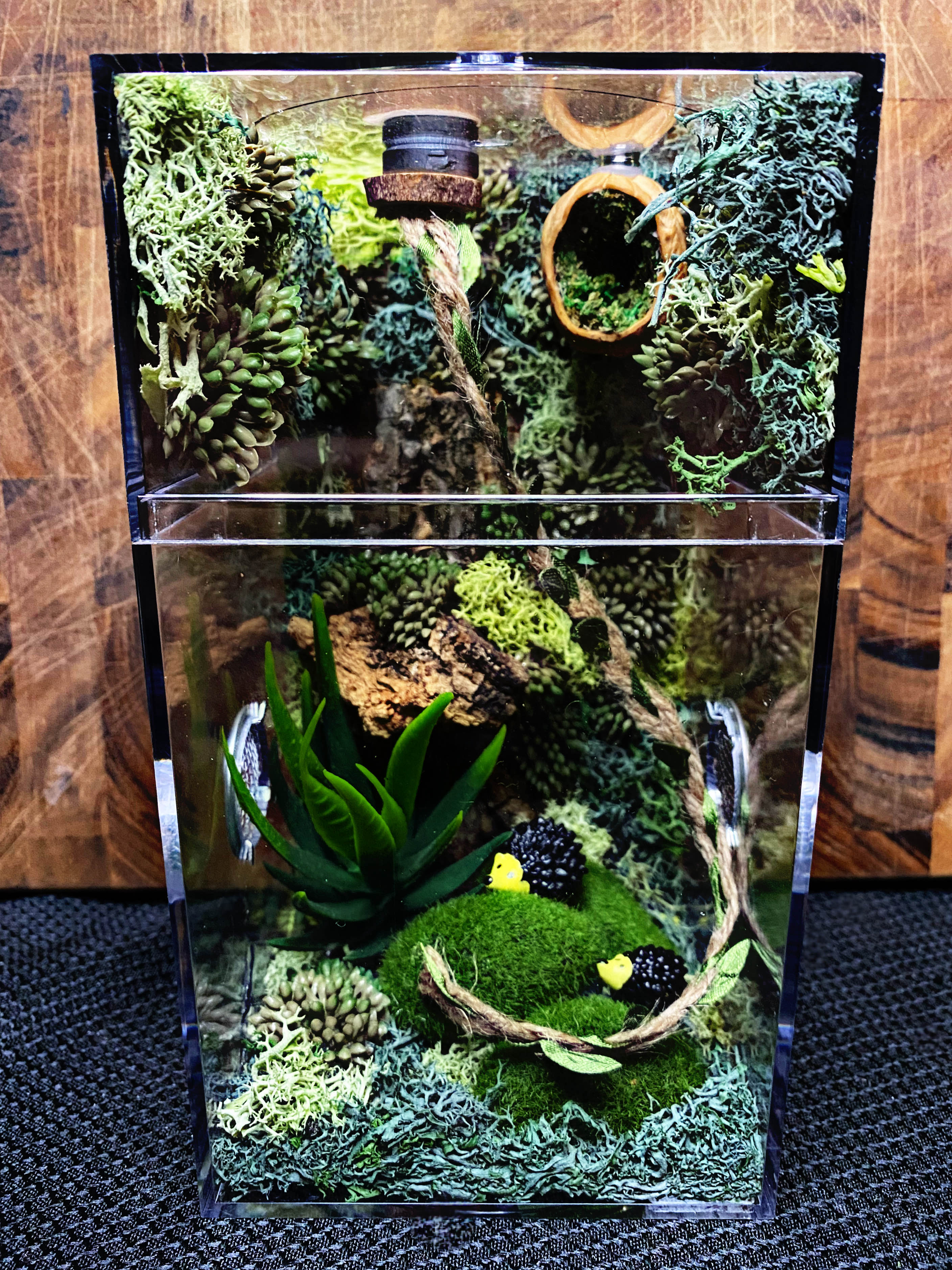 Custom Jumping Spider Enclosure For Sale With Fairy Lights, Lit