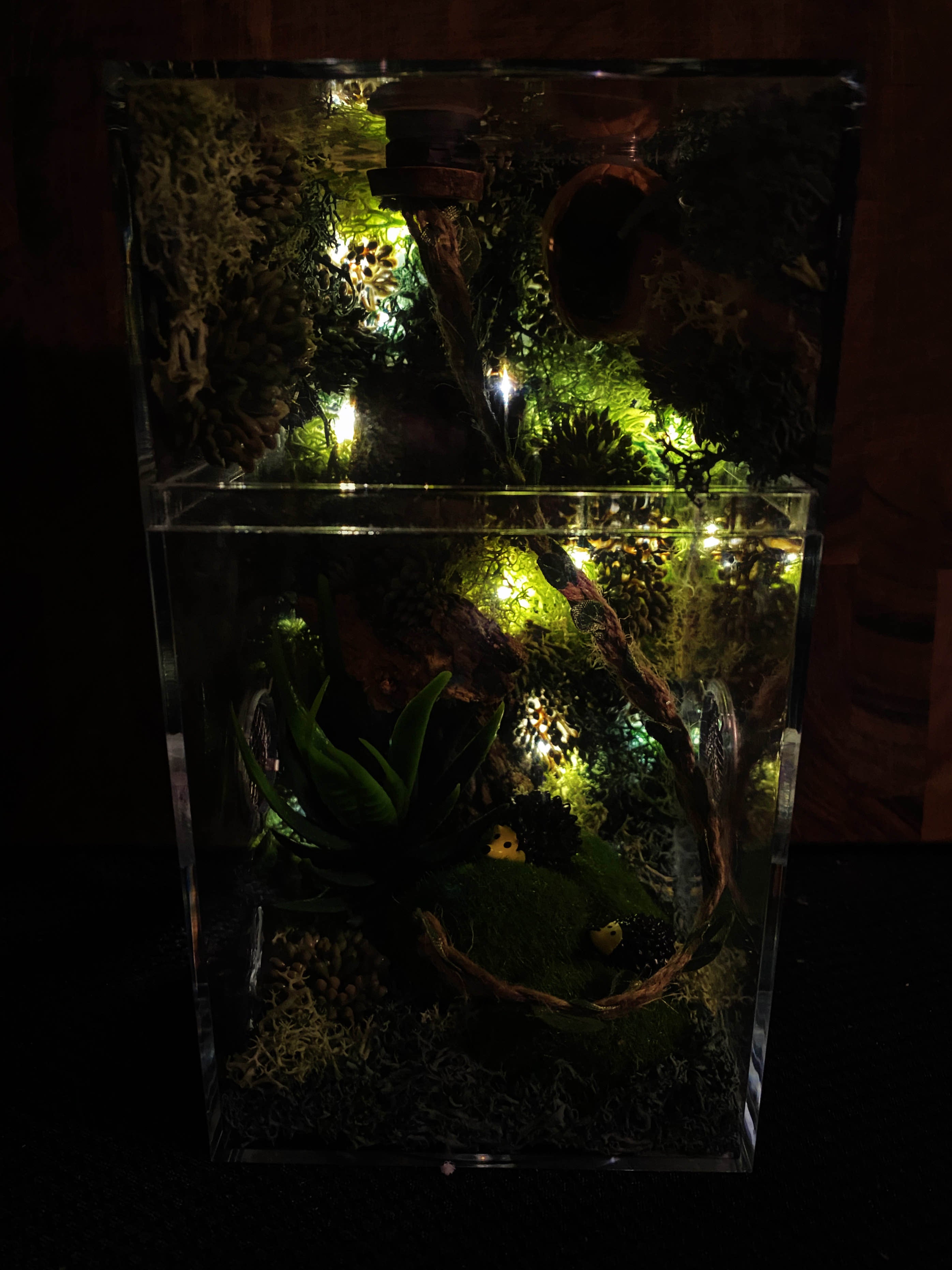 Custom Jumping Spider Enclosure For Sale With Fairy Lights, Dark