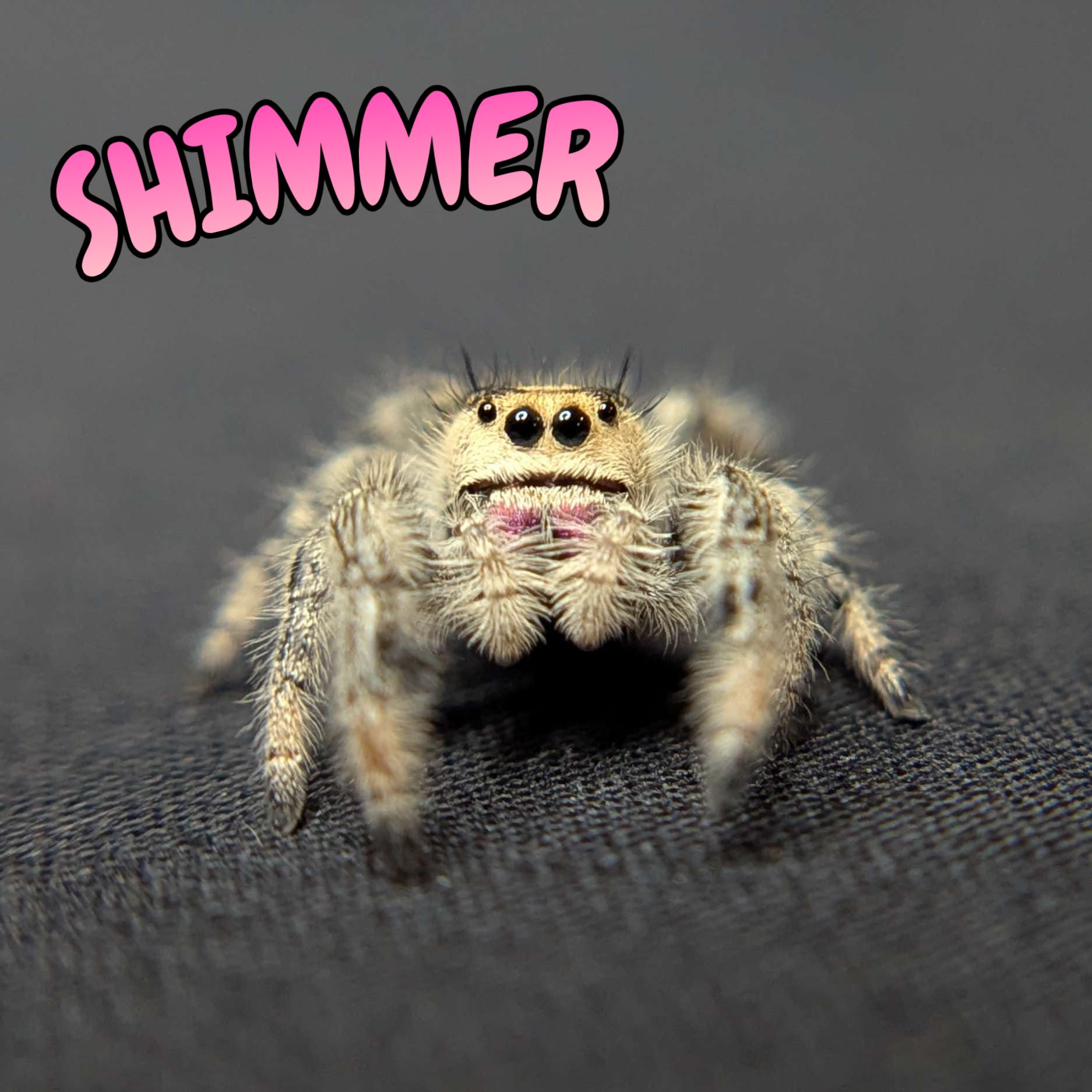 Regal Jumping Spider "Shimmer"