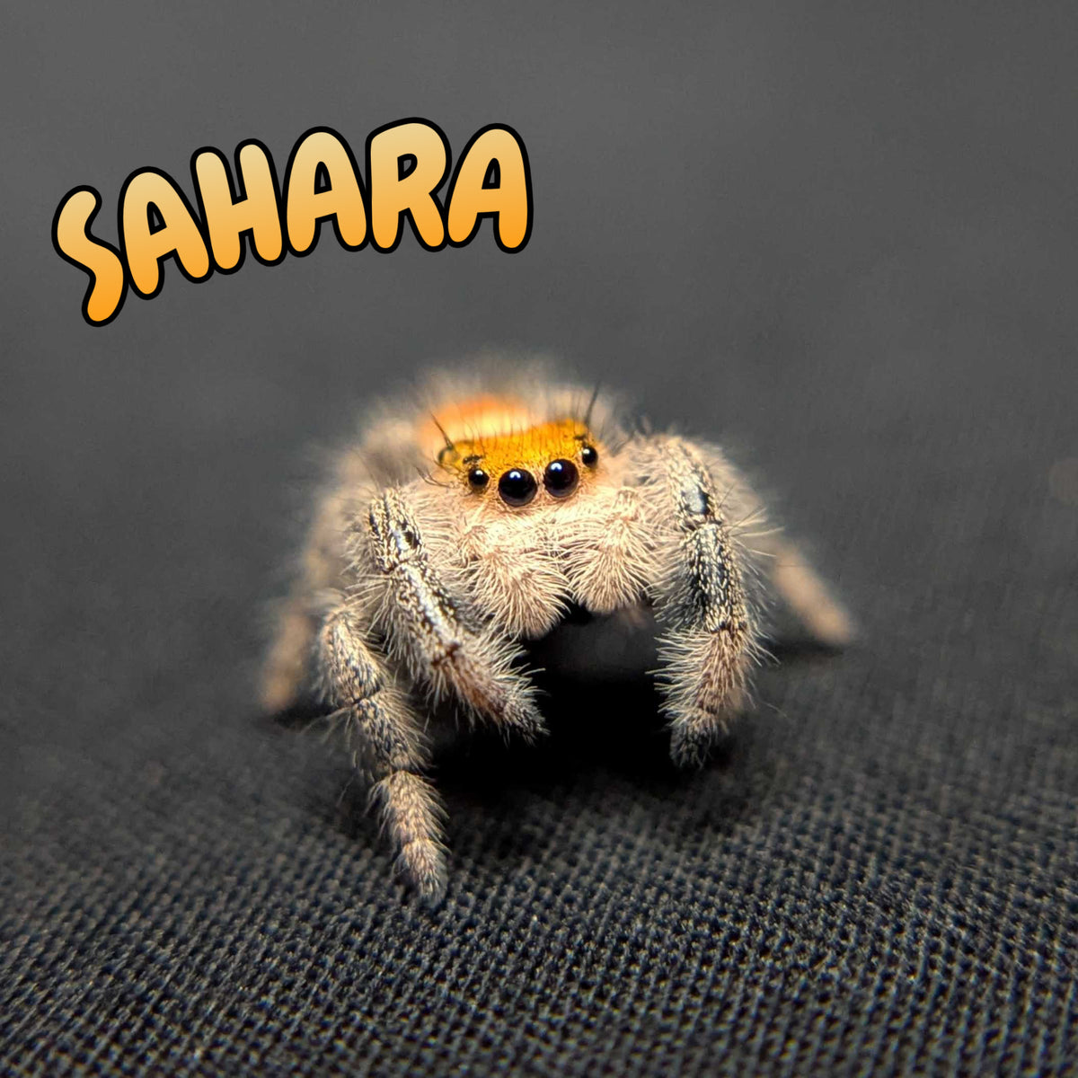 Regal Jumping Spider "Sahara"