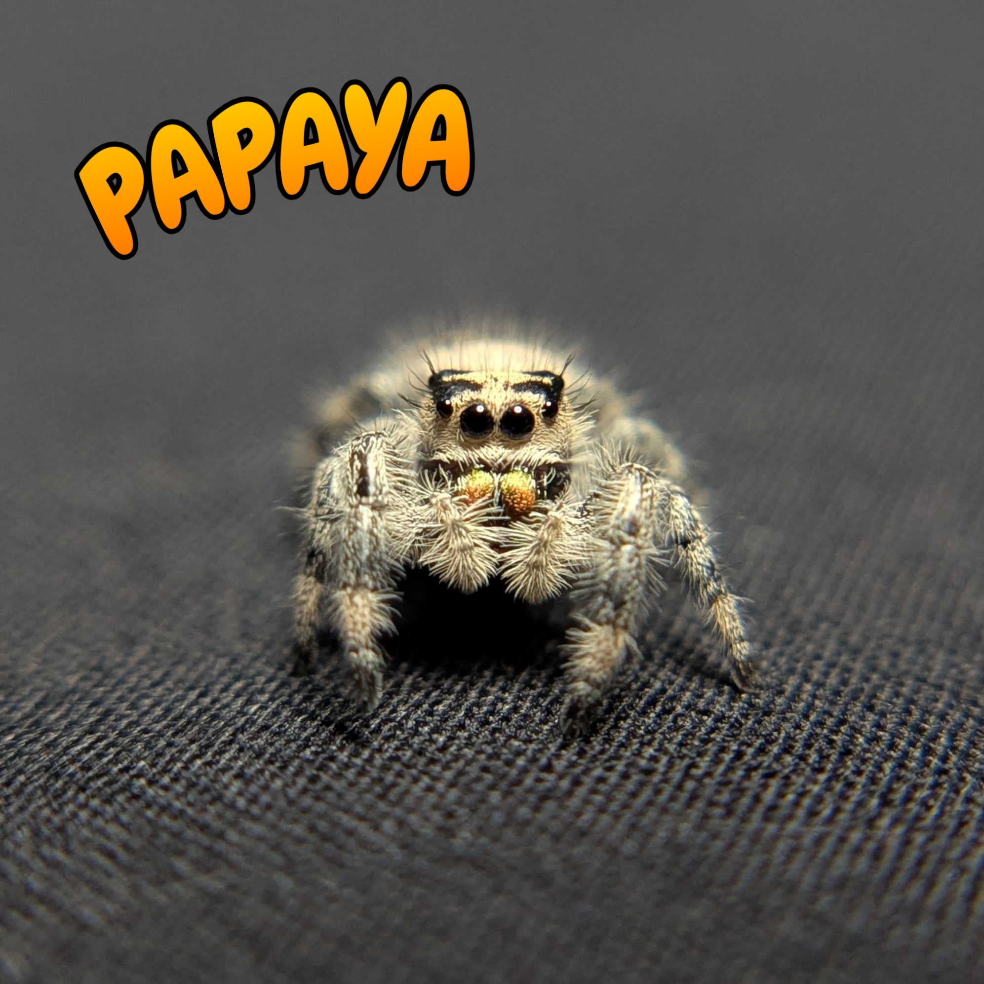 Regal Jumping Spider "Papaya"