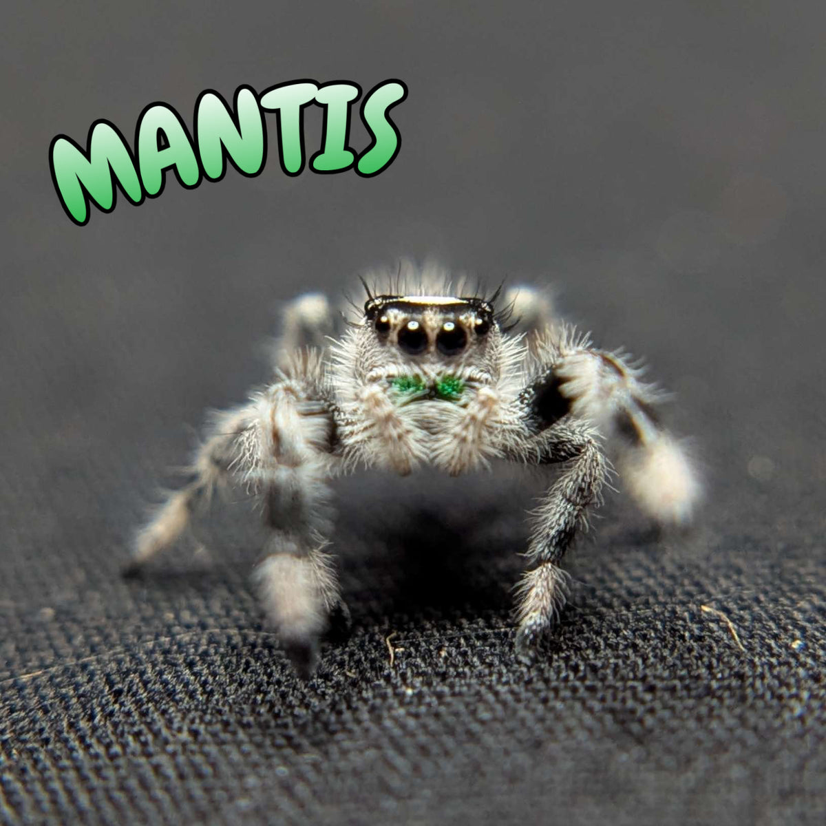Regal Jumping Spider “Mantis” (High White)