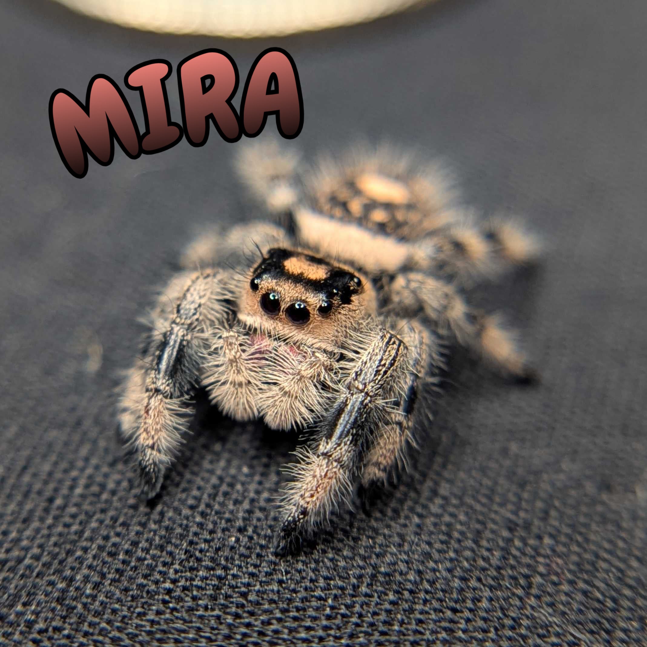 Regal Jumping Spider "Mira"
