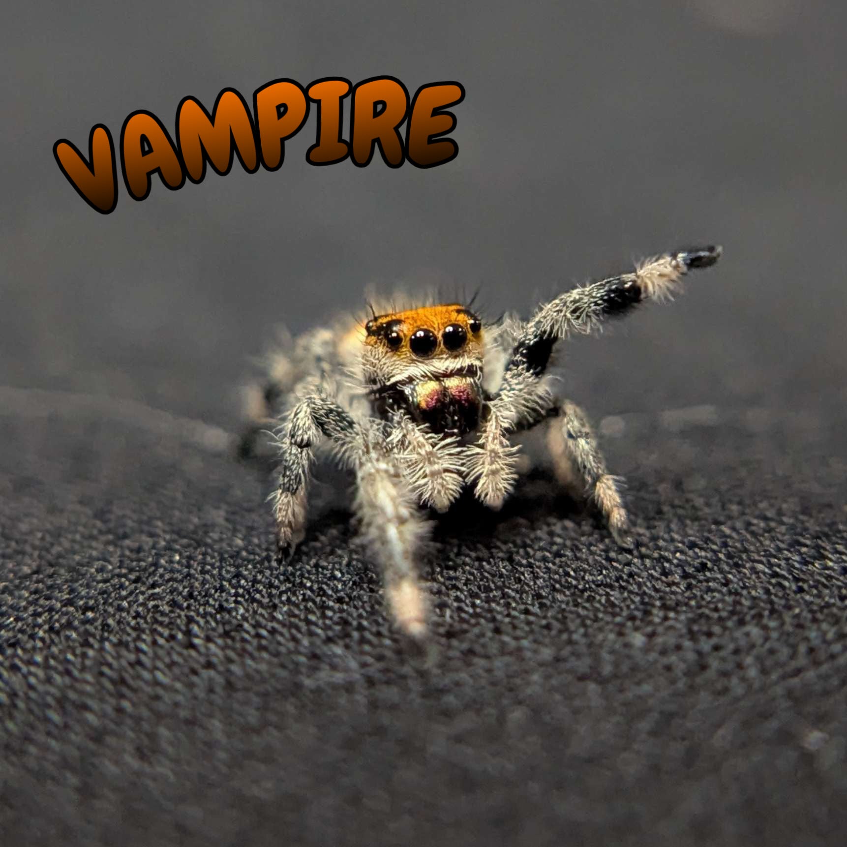 Regal Jumping Spider "Vampire"