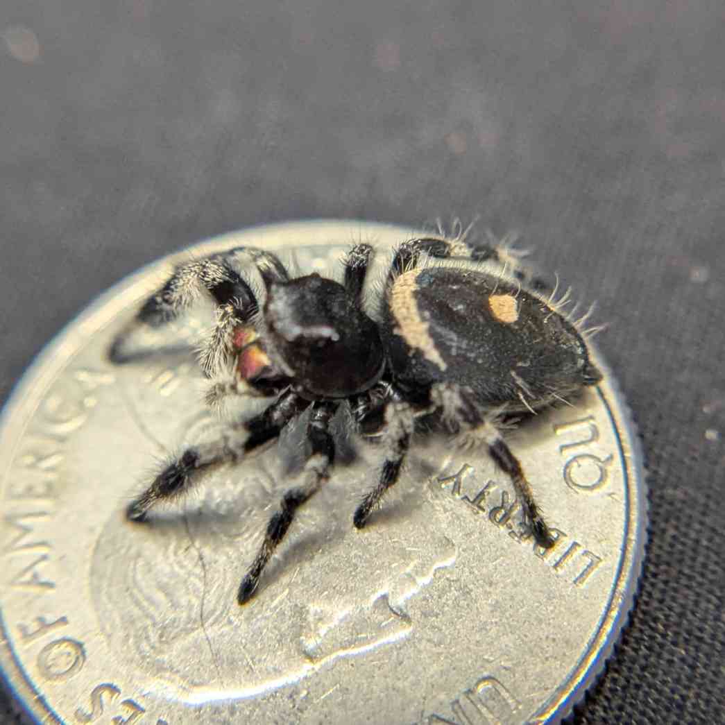 Regal Jumping Spider "Shadow"