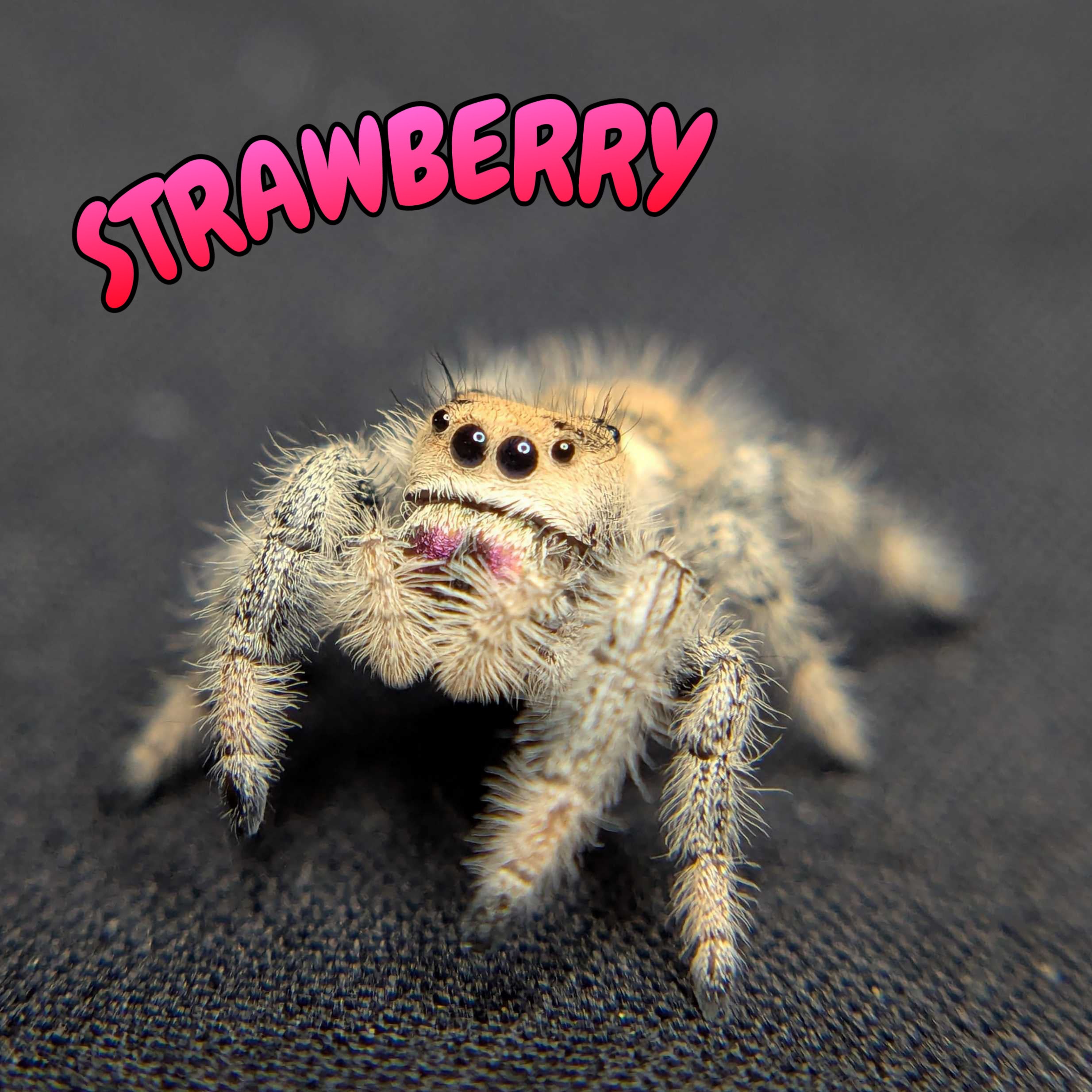 Regal Jumping Spider "Strawberry"