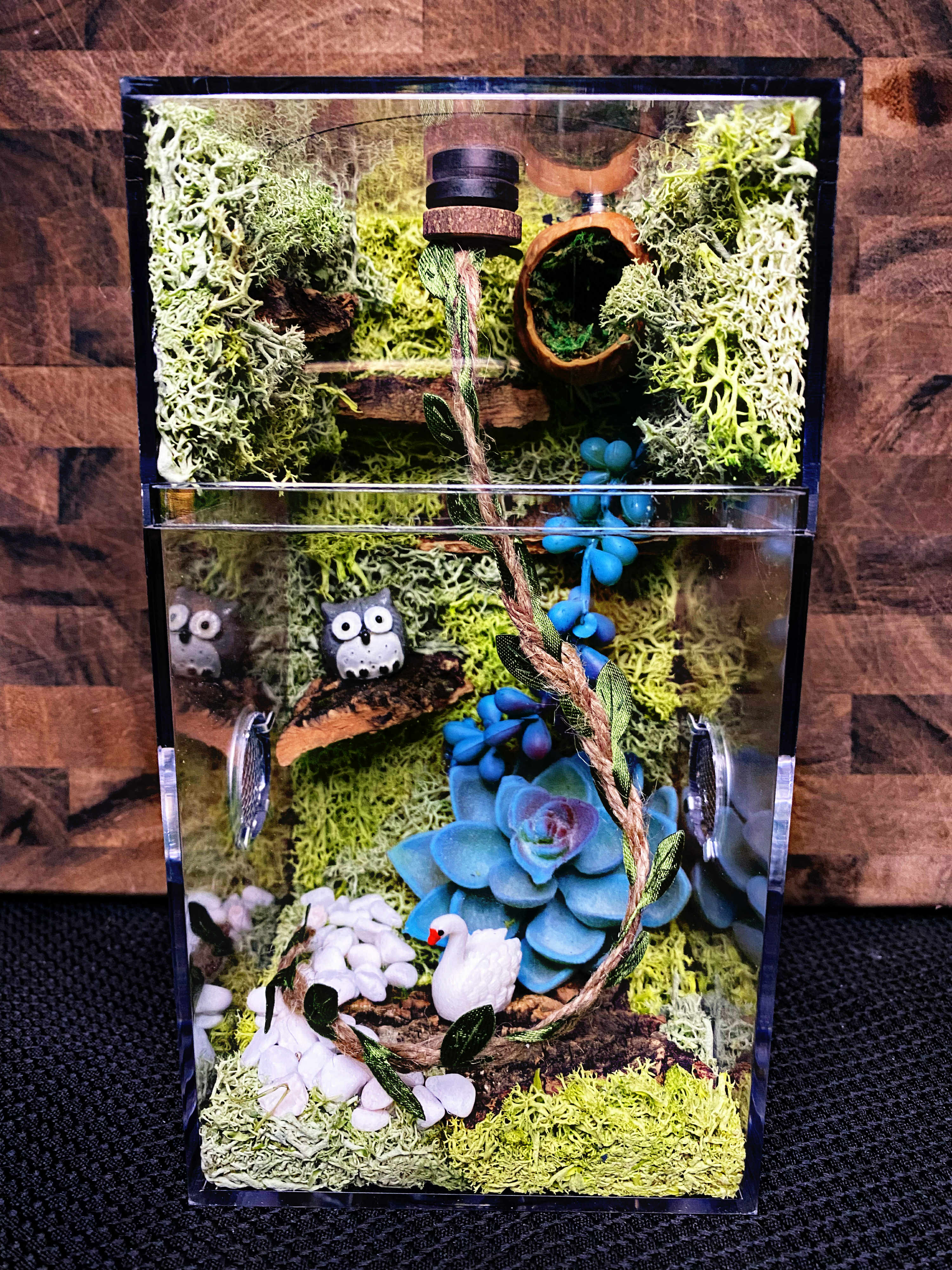 Custom Jumping Spider Enclosure