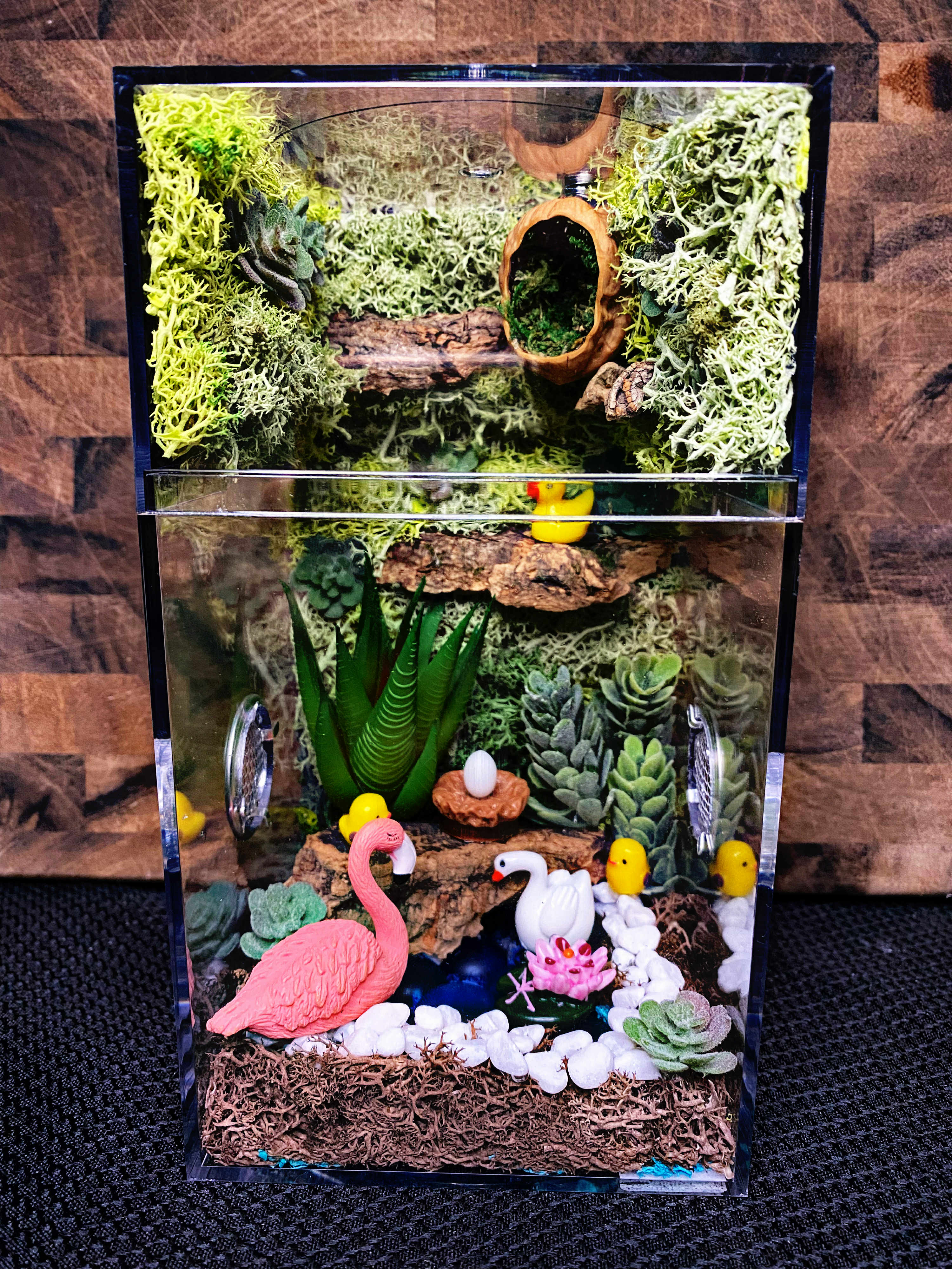 Custom Jumping Spider Enclosure