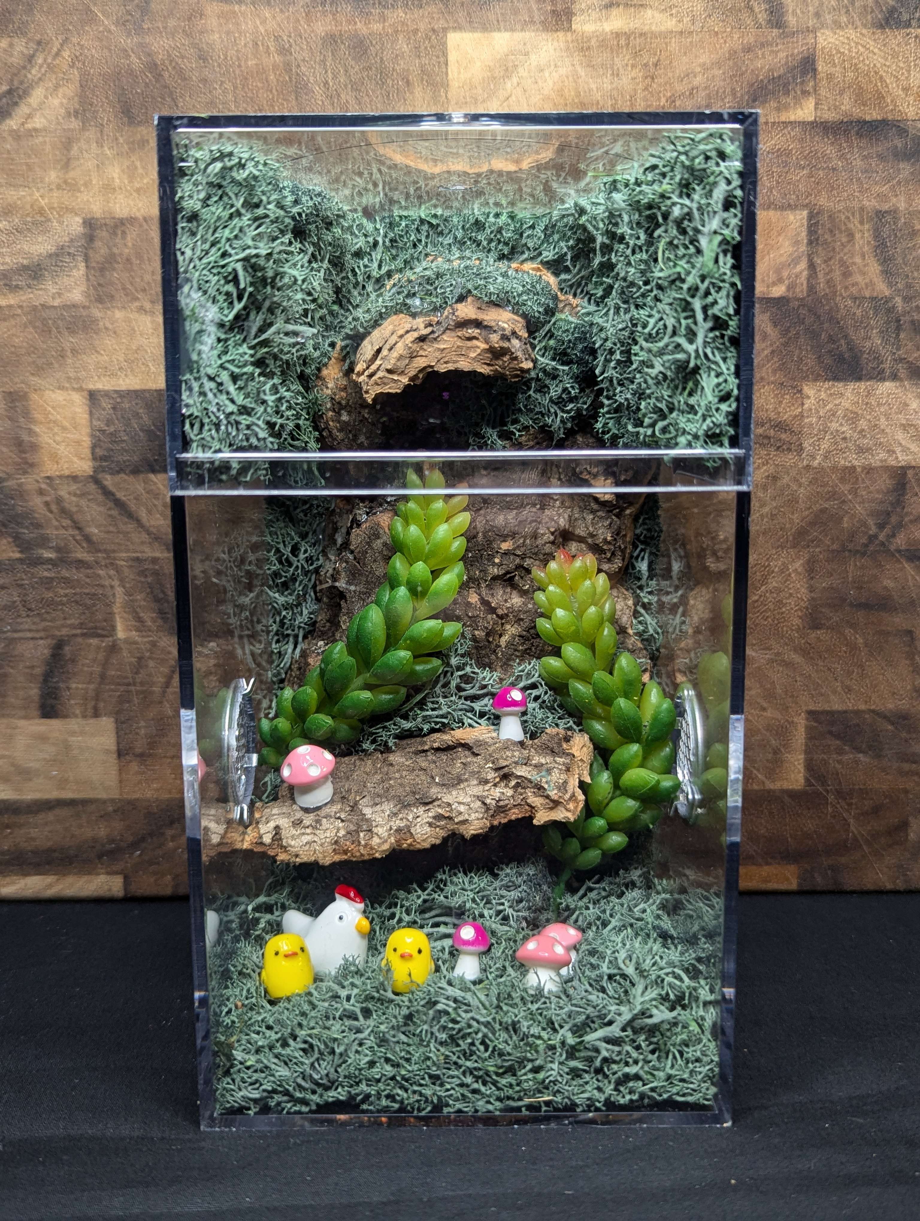 Custom Jumping Spider Enclosure