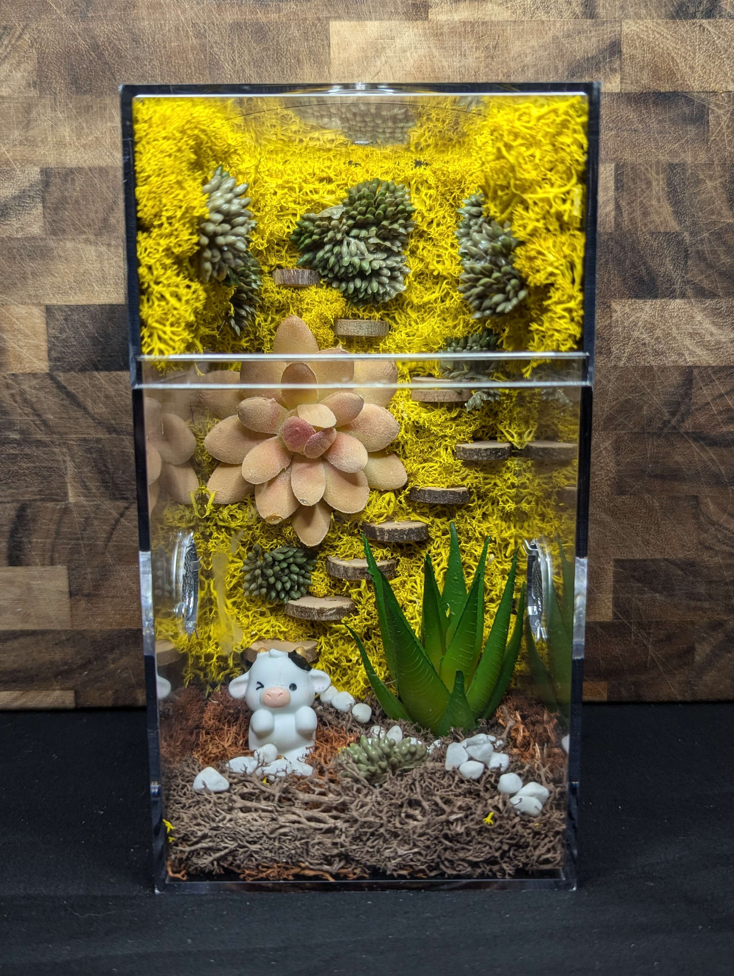 Custom Jumping Spider Enclosure