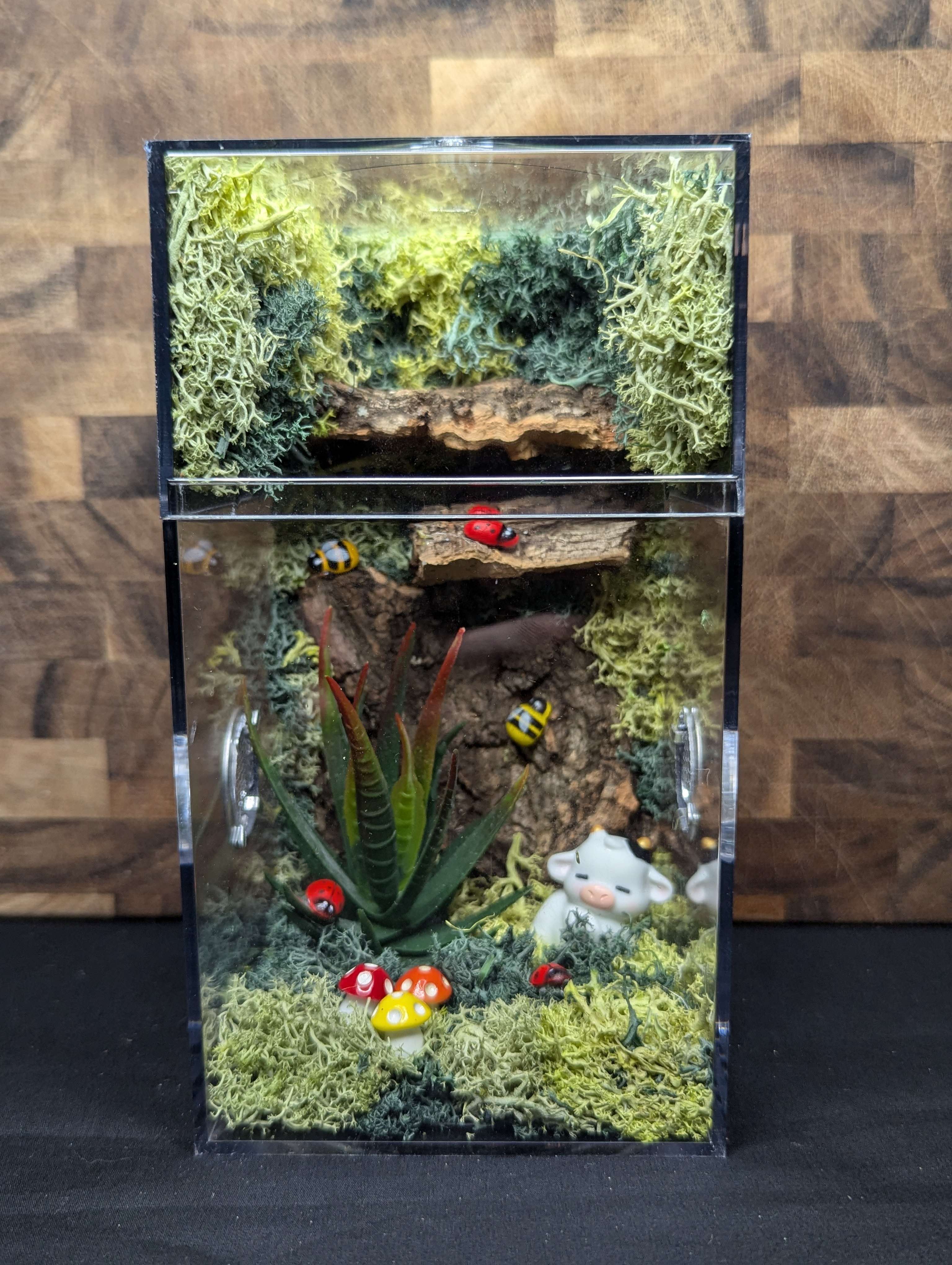 Custom Jumping Spider Enclosure
