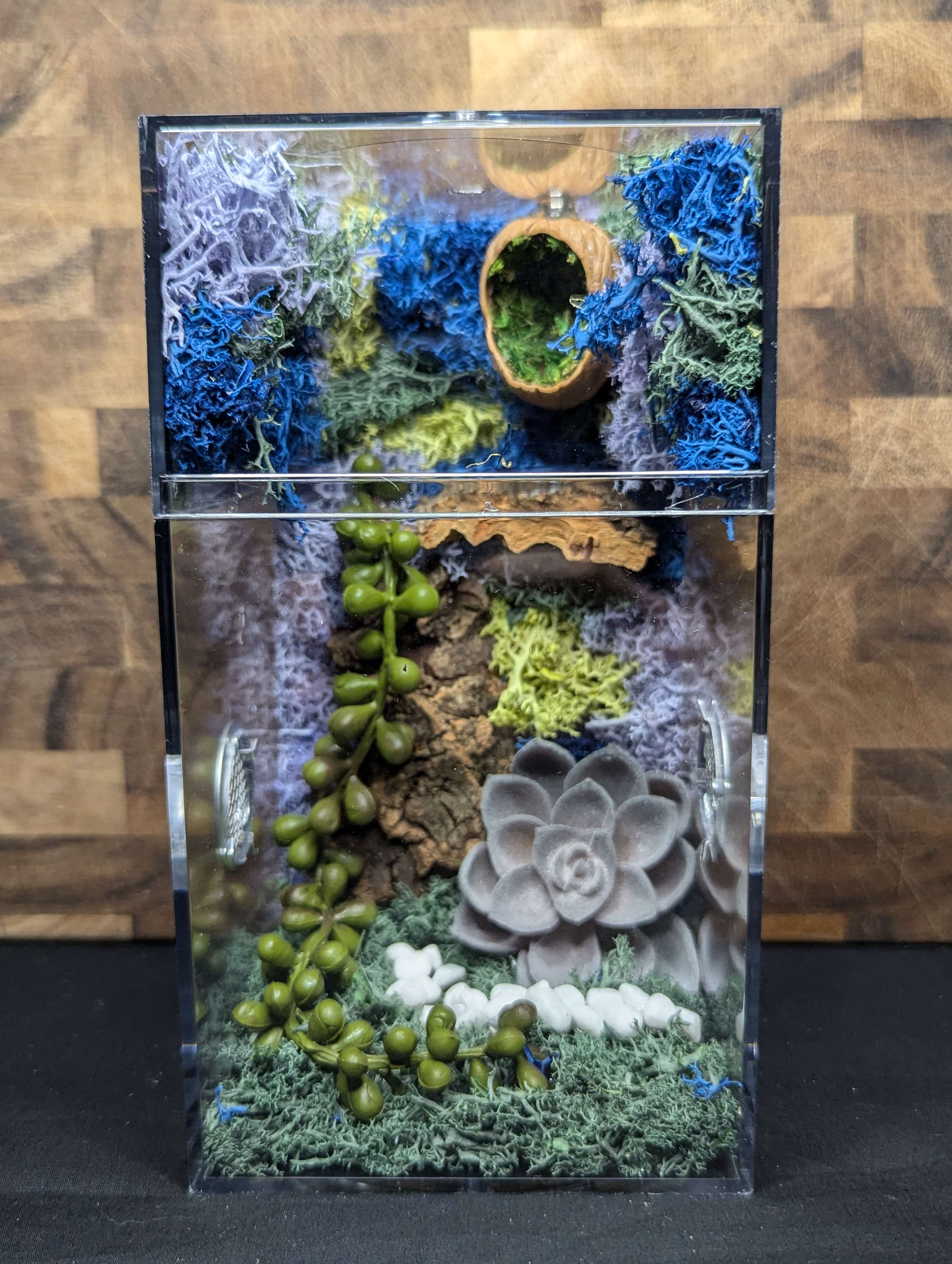 Custom Jumping Spider Enclosure