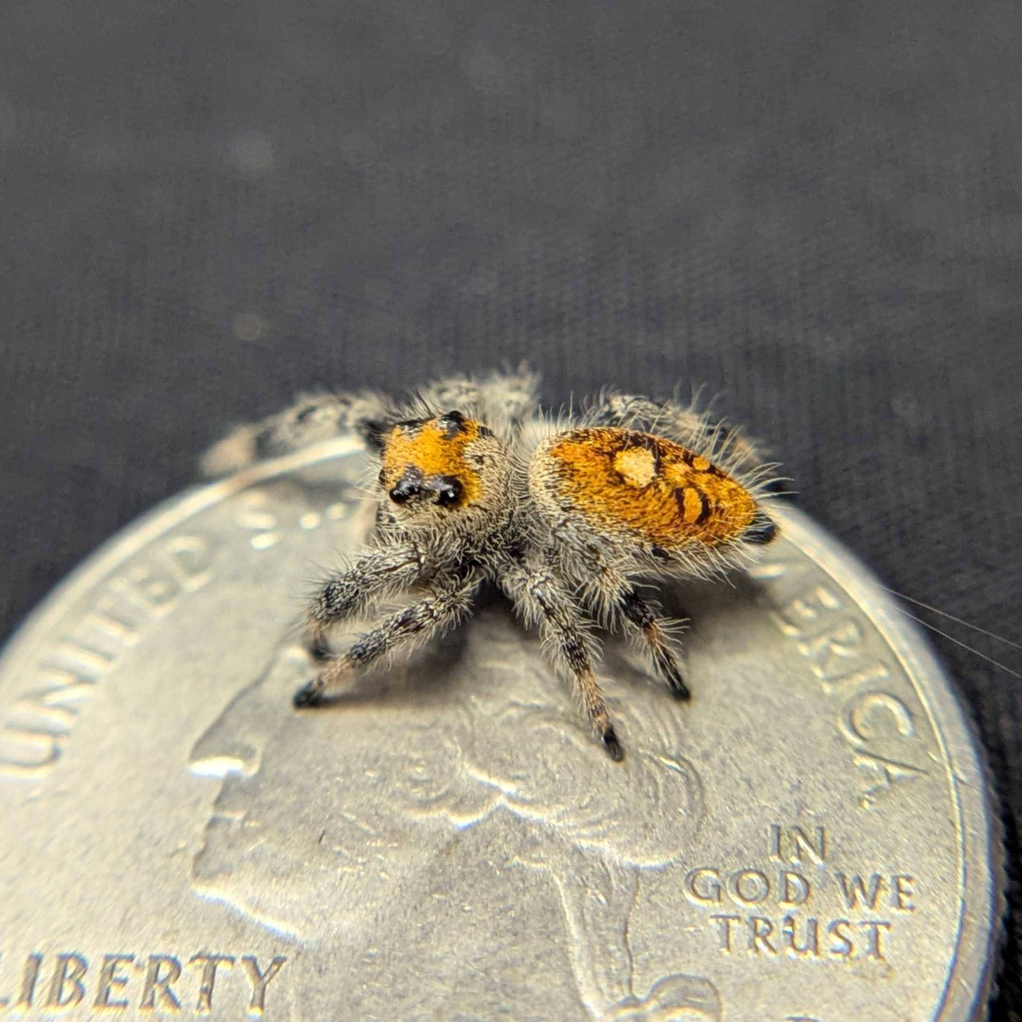 Regal Jumping Spider "Candy"