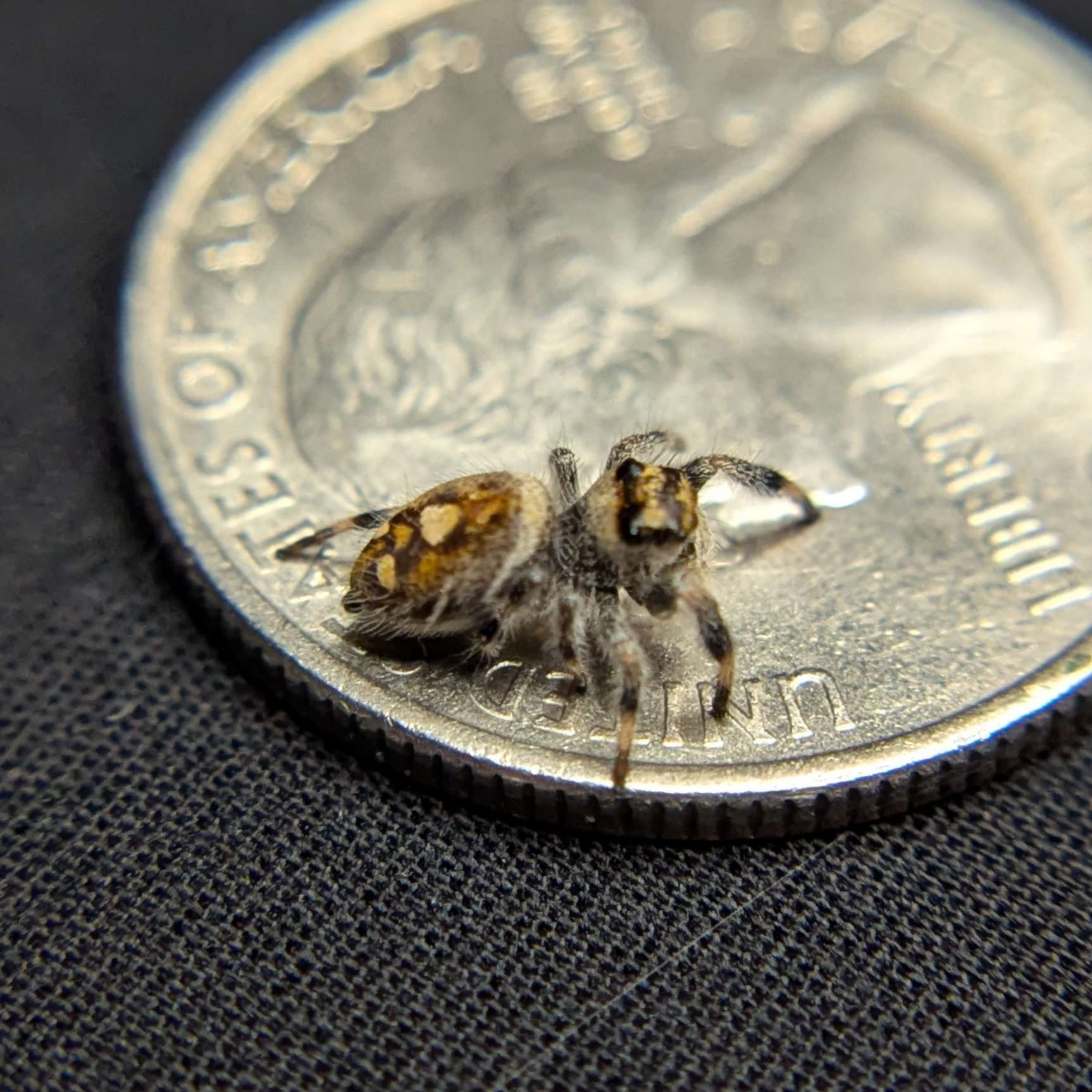 Regal Jumping Spider “Sprite”