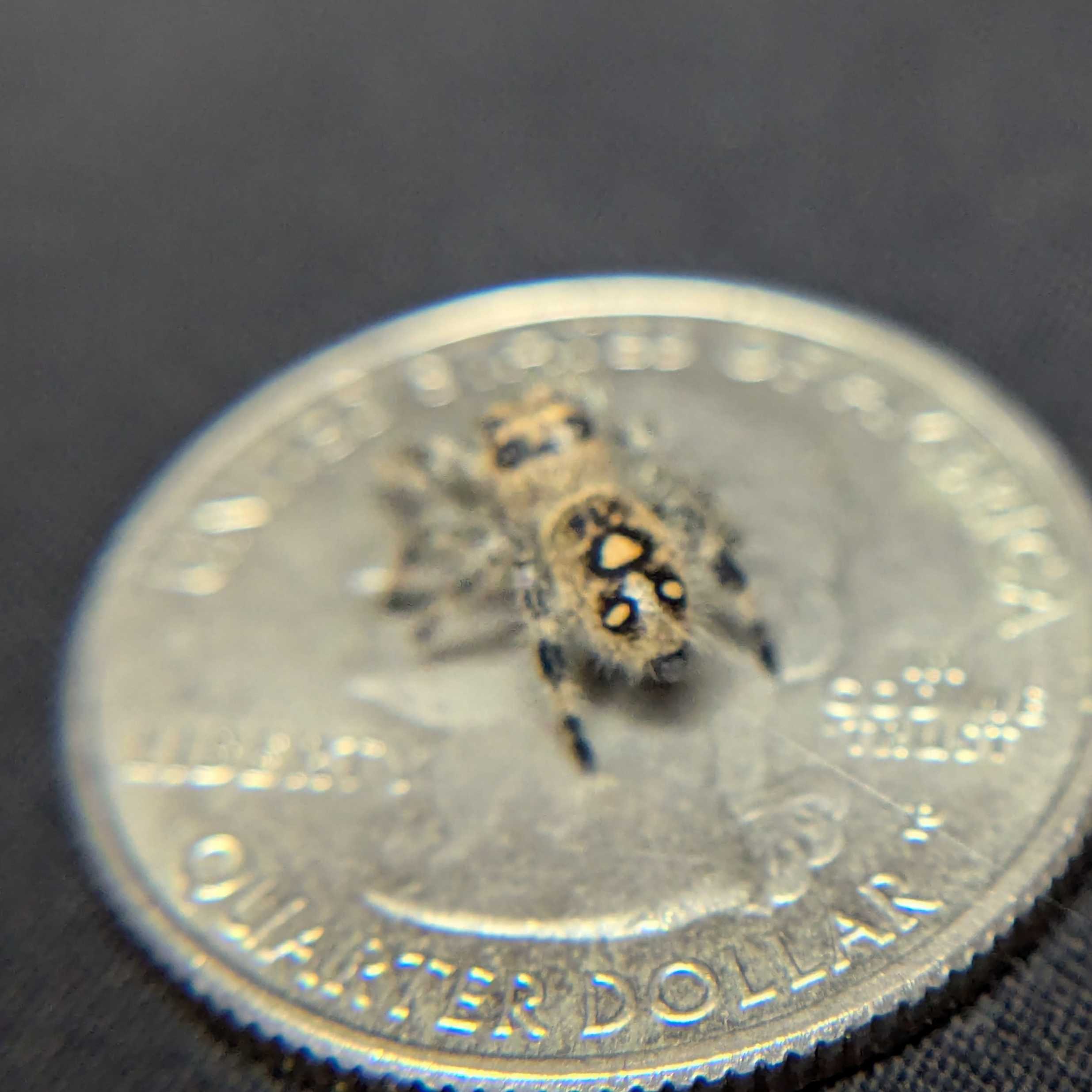 Regal Jumping Spider "Cookie"