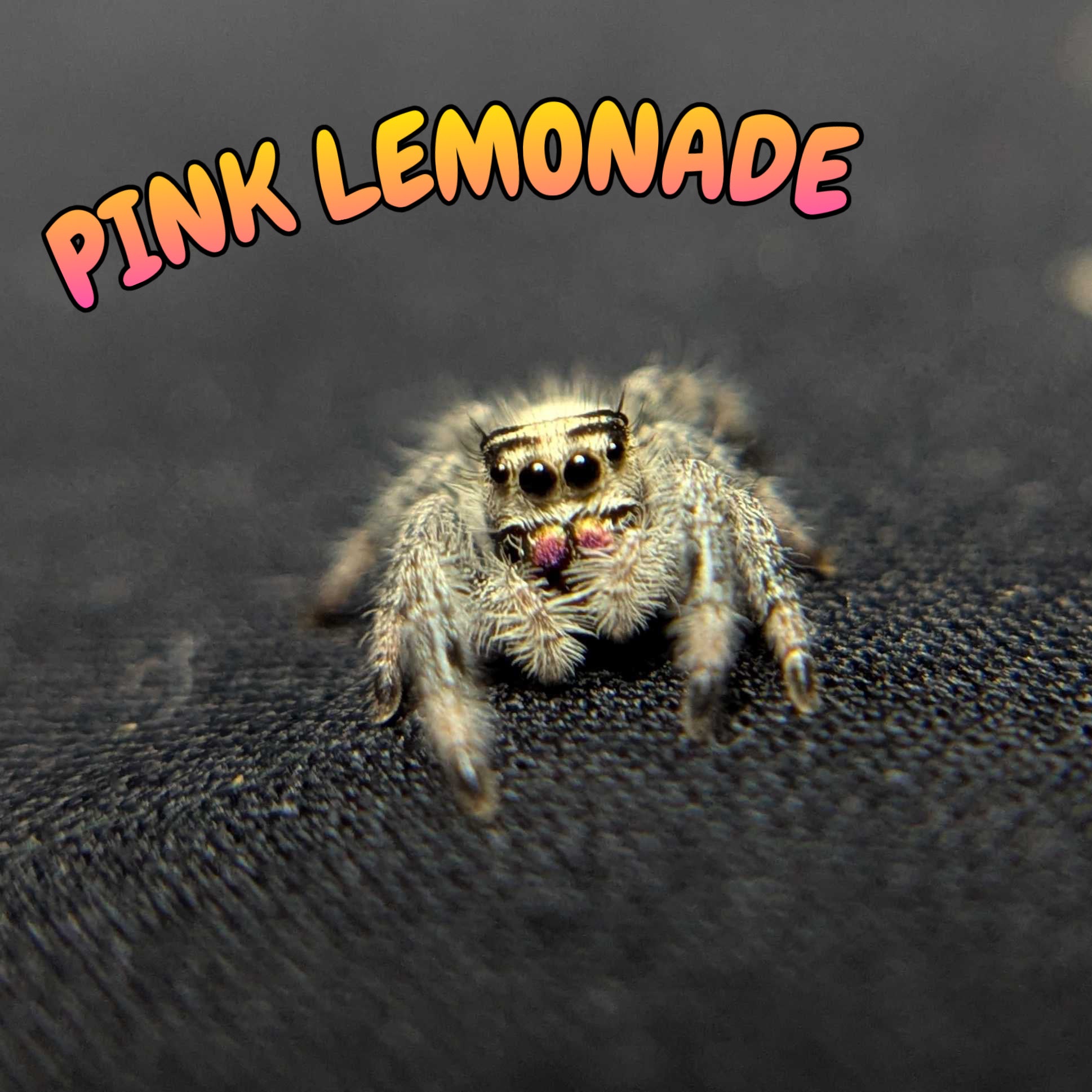 Regal Jumping Spider "Pink Lemonade"