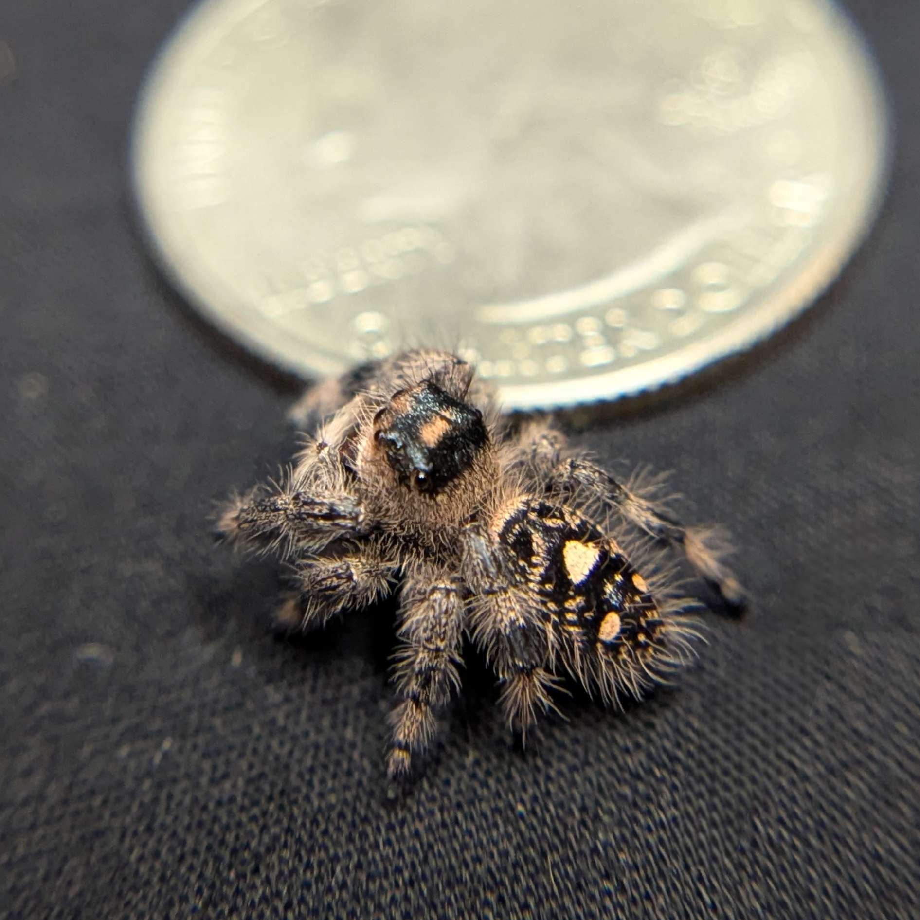 Regal Jumping Spider "Ivyplum"