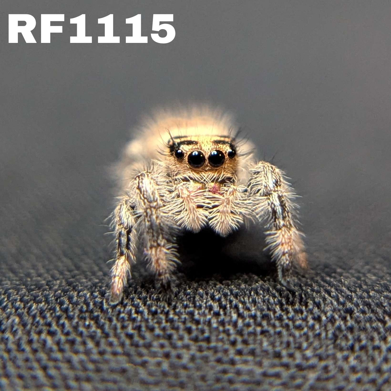 Regal Jumping Spider "Teddy"