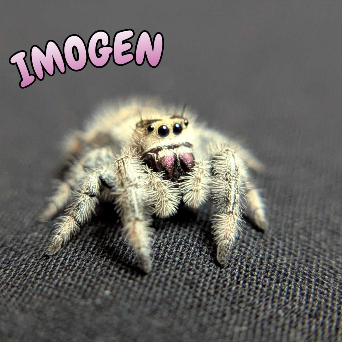 Regal Jumping Spider "Imogen"