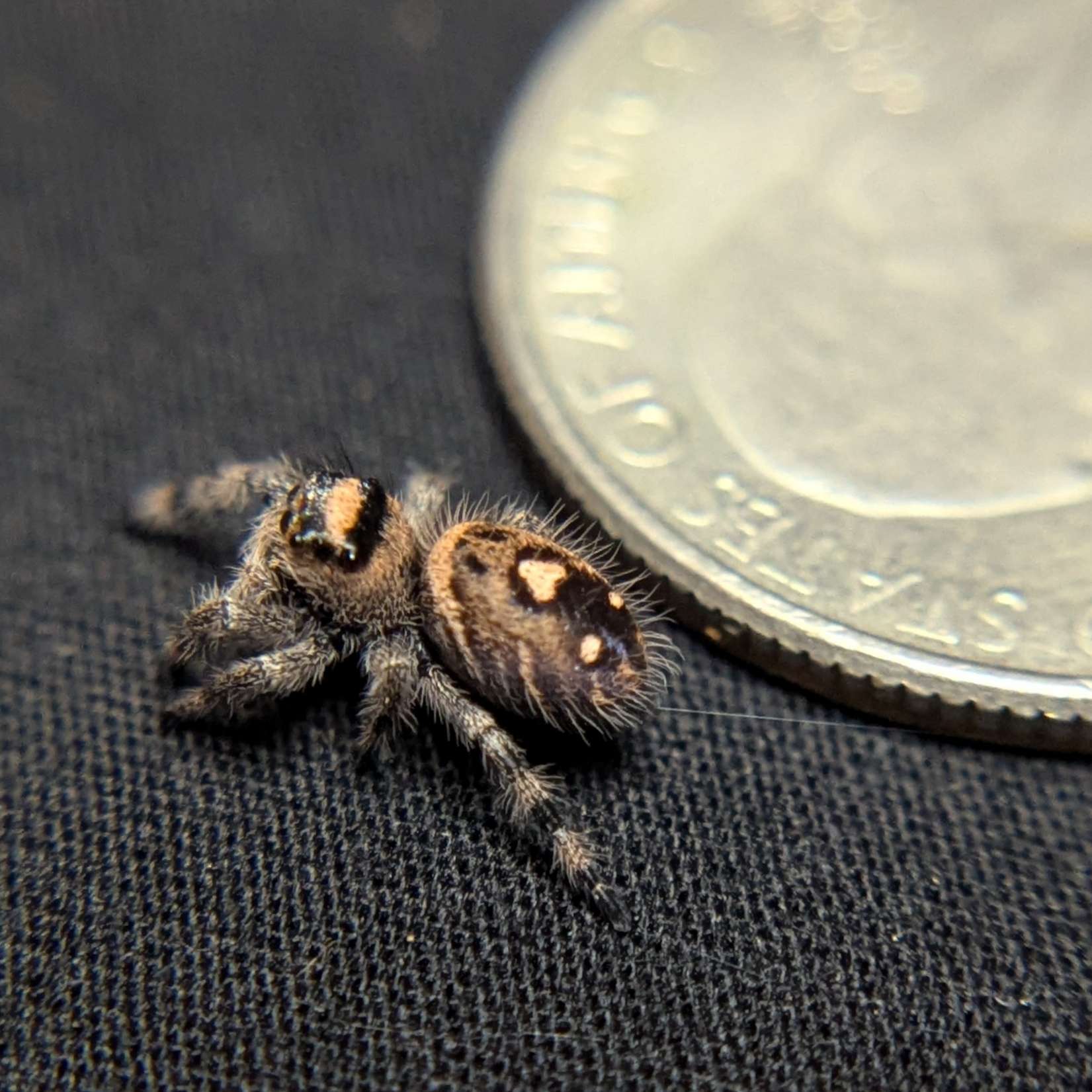 Regal Jumping Spider “Cookie Dough”