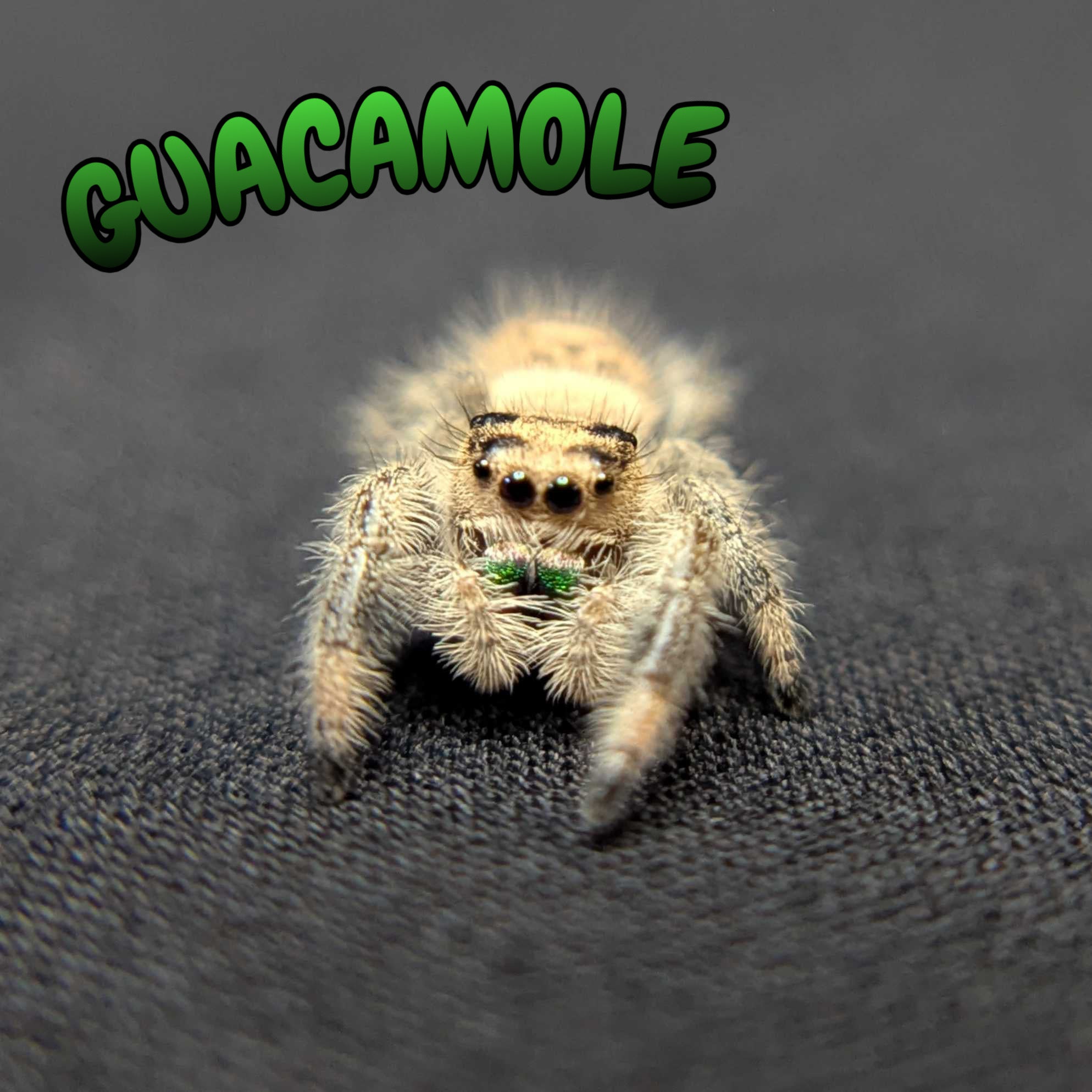 Regal Jumping Spider "Guacamole"