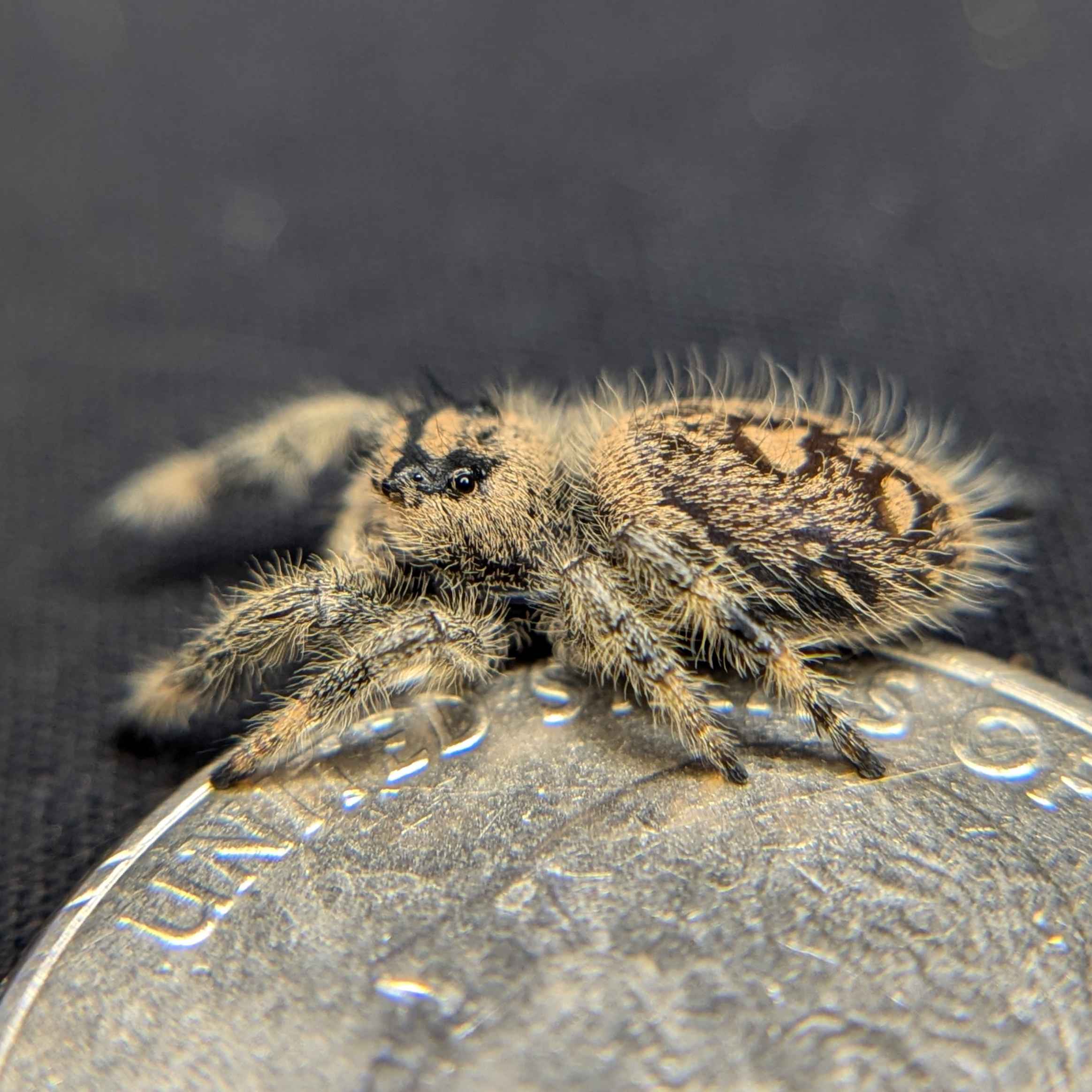 regal jumping spider for Auction, Back view