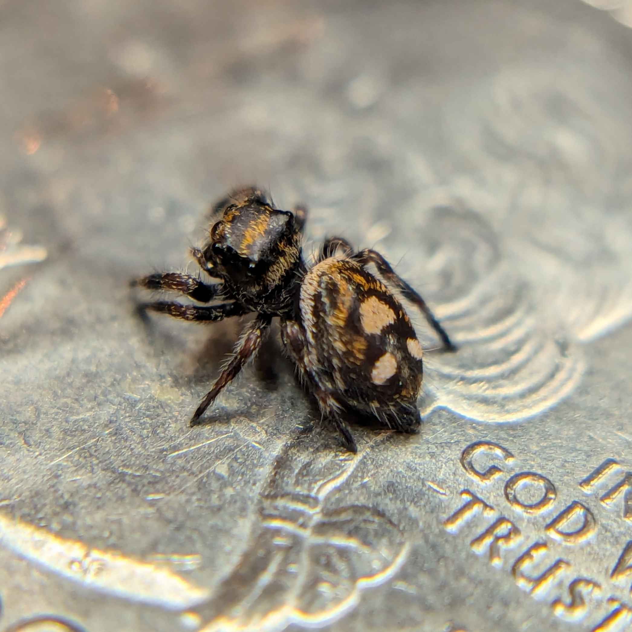 Regal Jumping Spider For Sale Named Coco, Back View