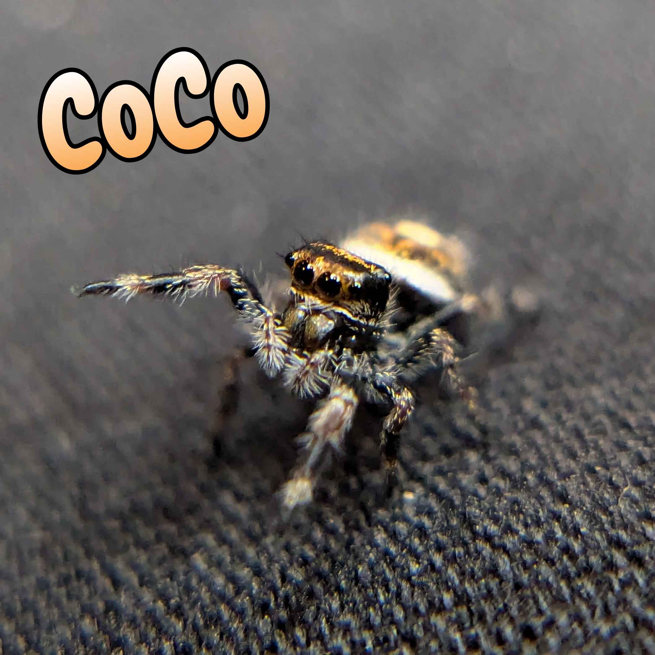 Regal Jumping Spider For Sale Named Coco, Front View