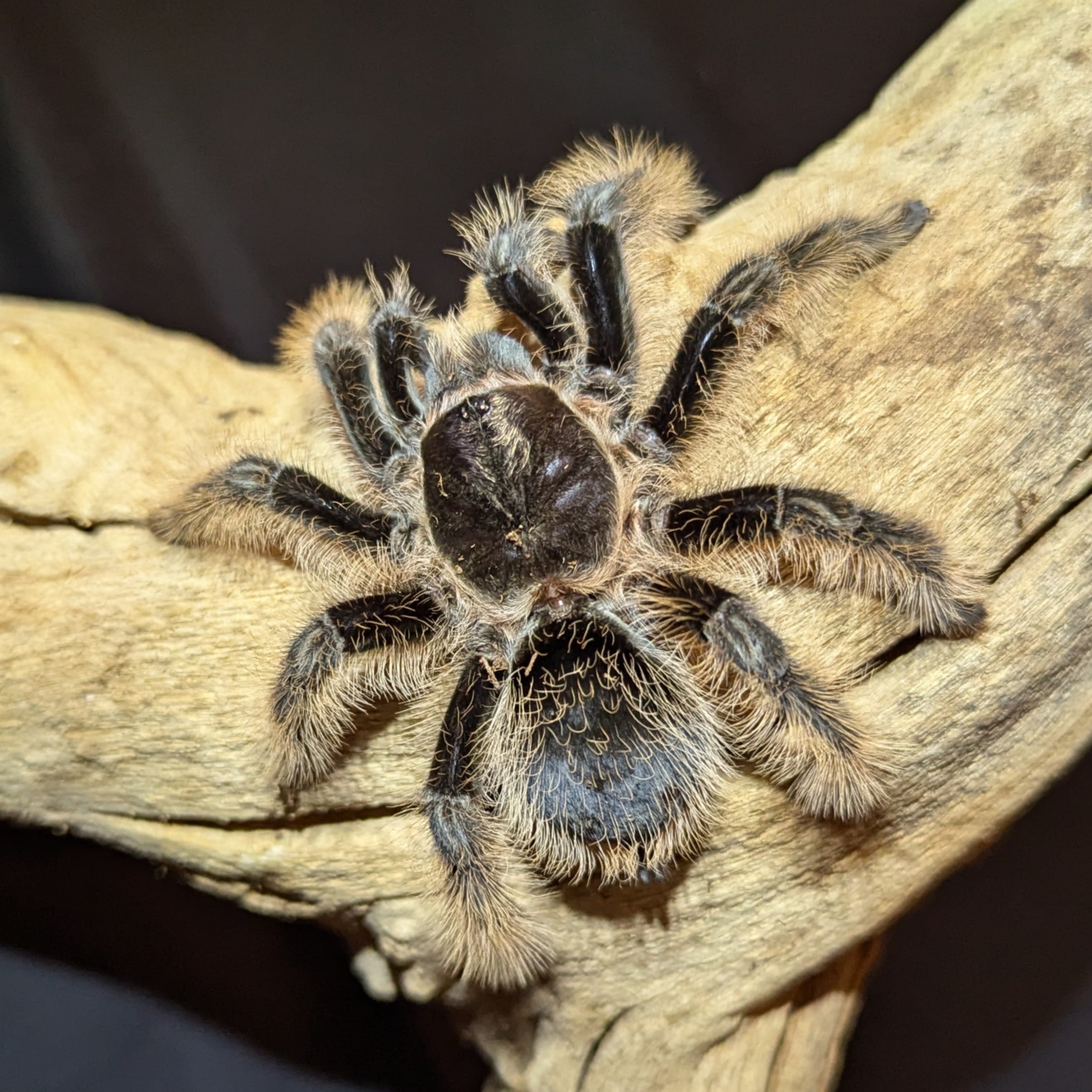 Curly Hair Tarantula, Tliltocatl albopilosus, For Sale