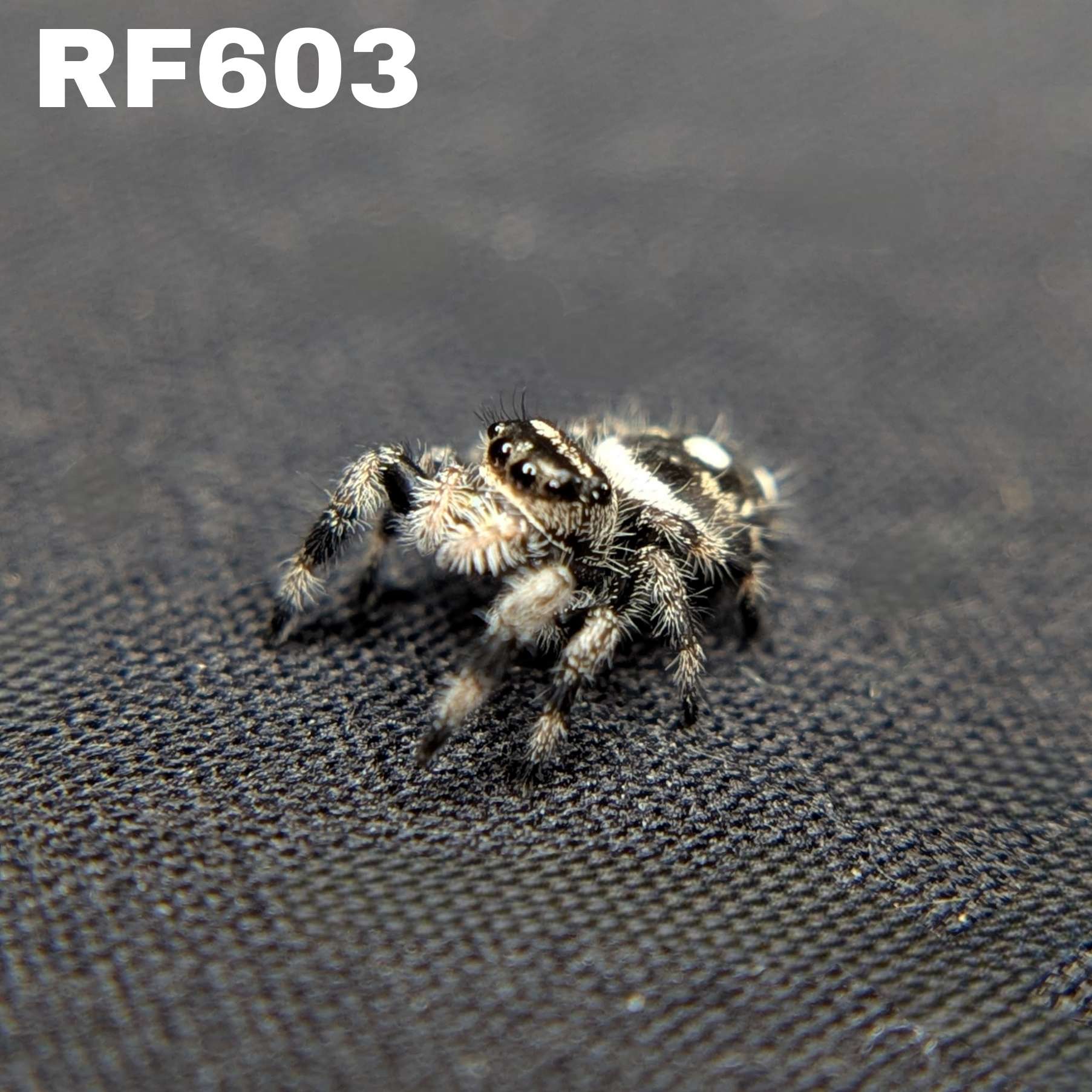Regal Jumping Spider "Smokey"