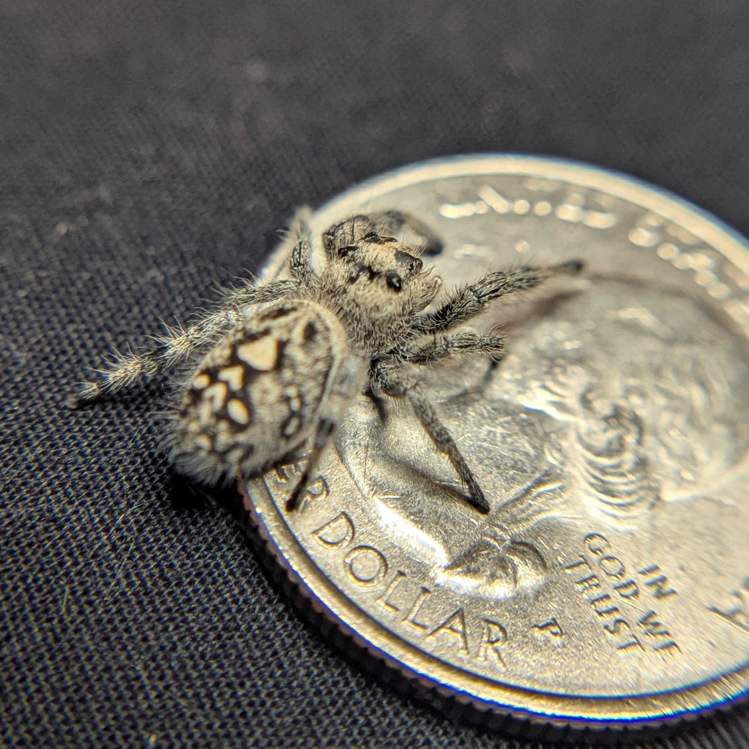 Regal Jumping Spider "Moody"