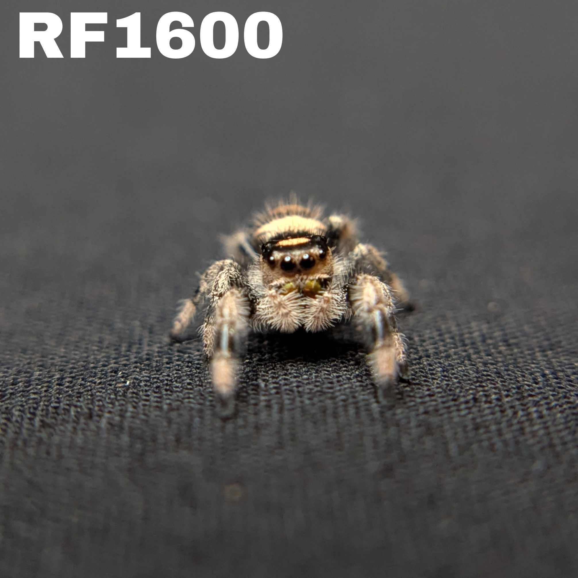 Regal Jumping Spider "Moody"
