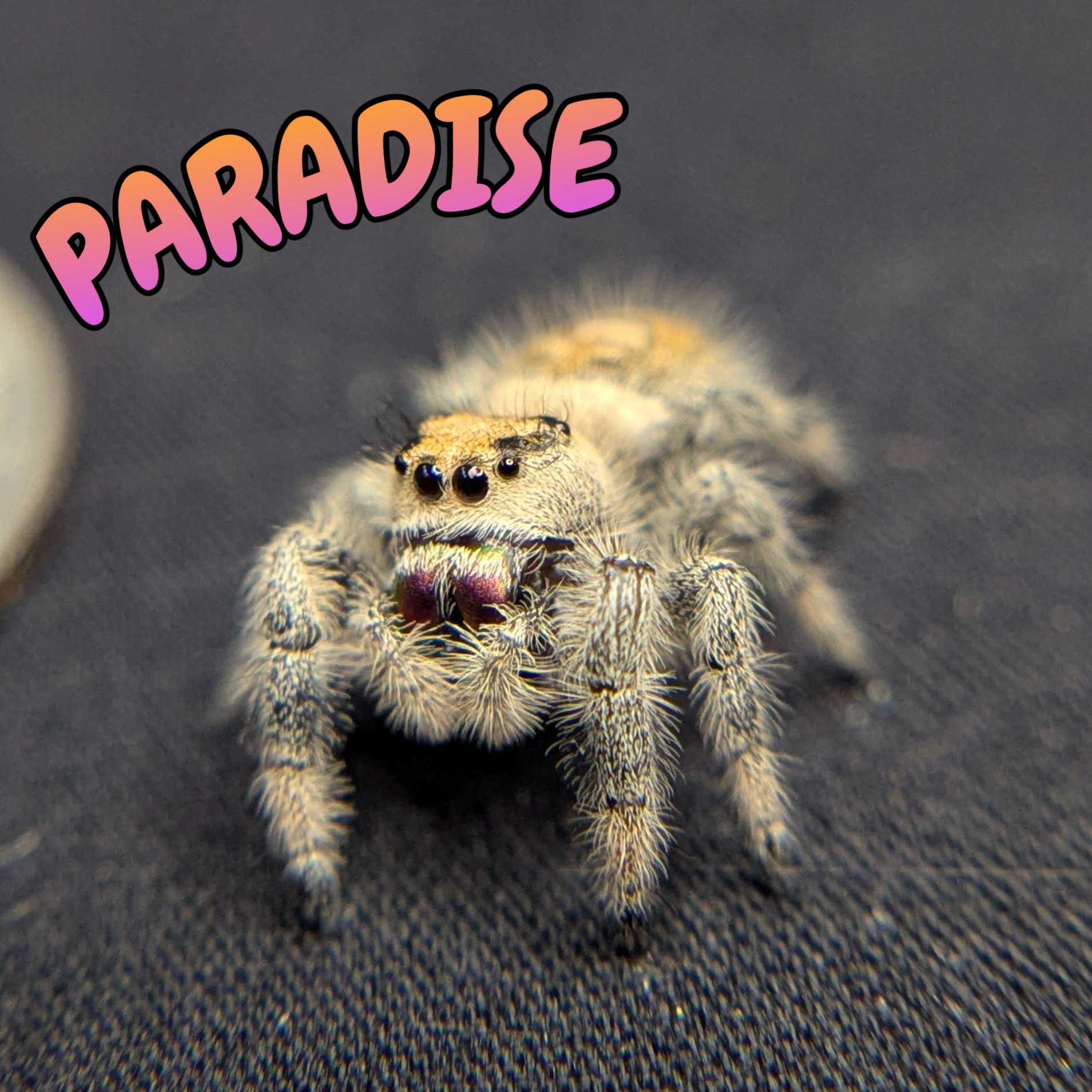 Regal Jumping Spider "Paradise"