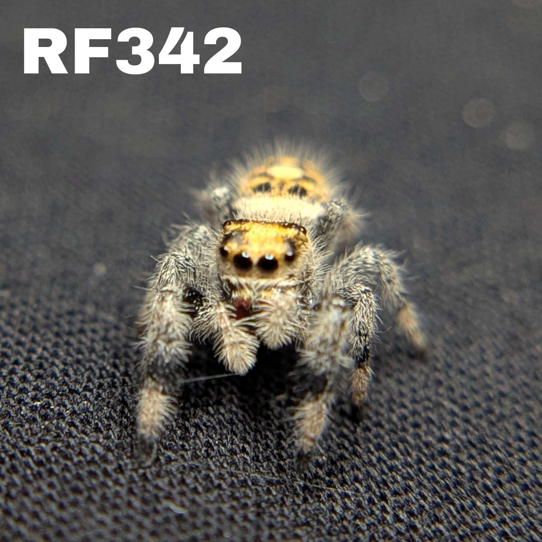 Regal Jumping Spider "Bell"