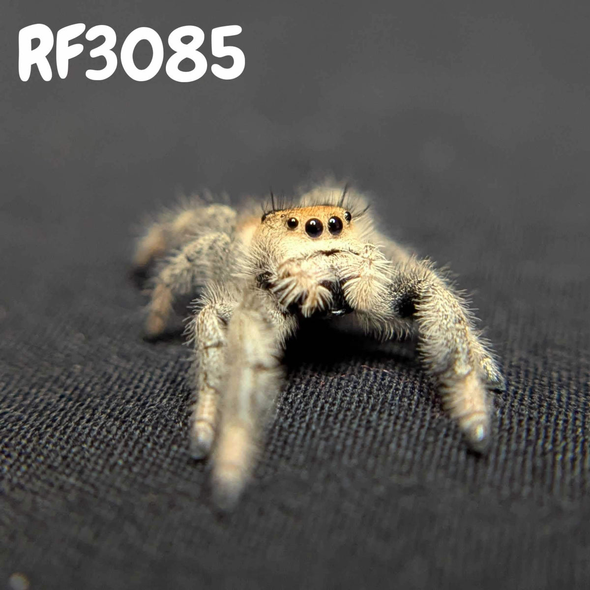 Regal Jumping Spider "Sunset"