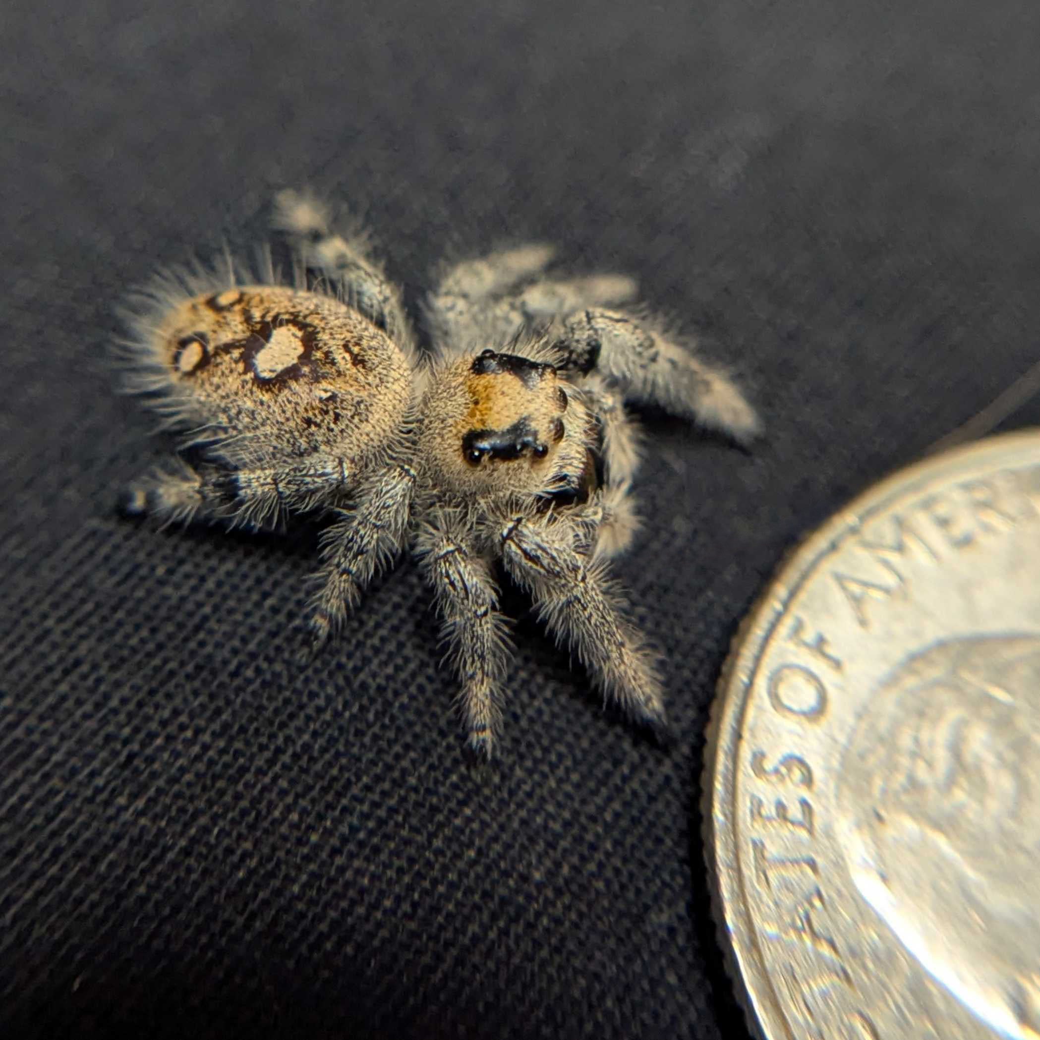 Regal Jumping Spider “Cereal Milk”