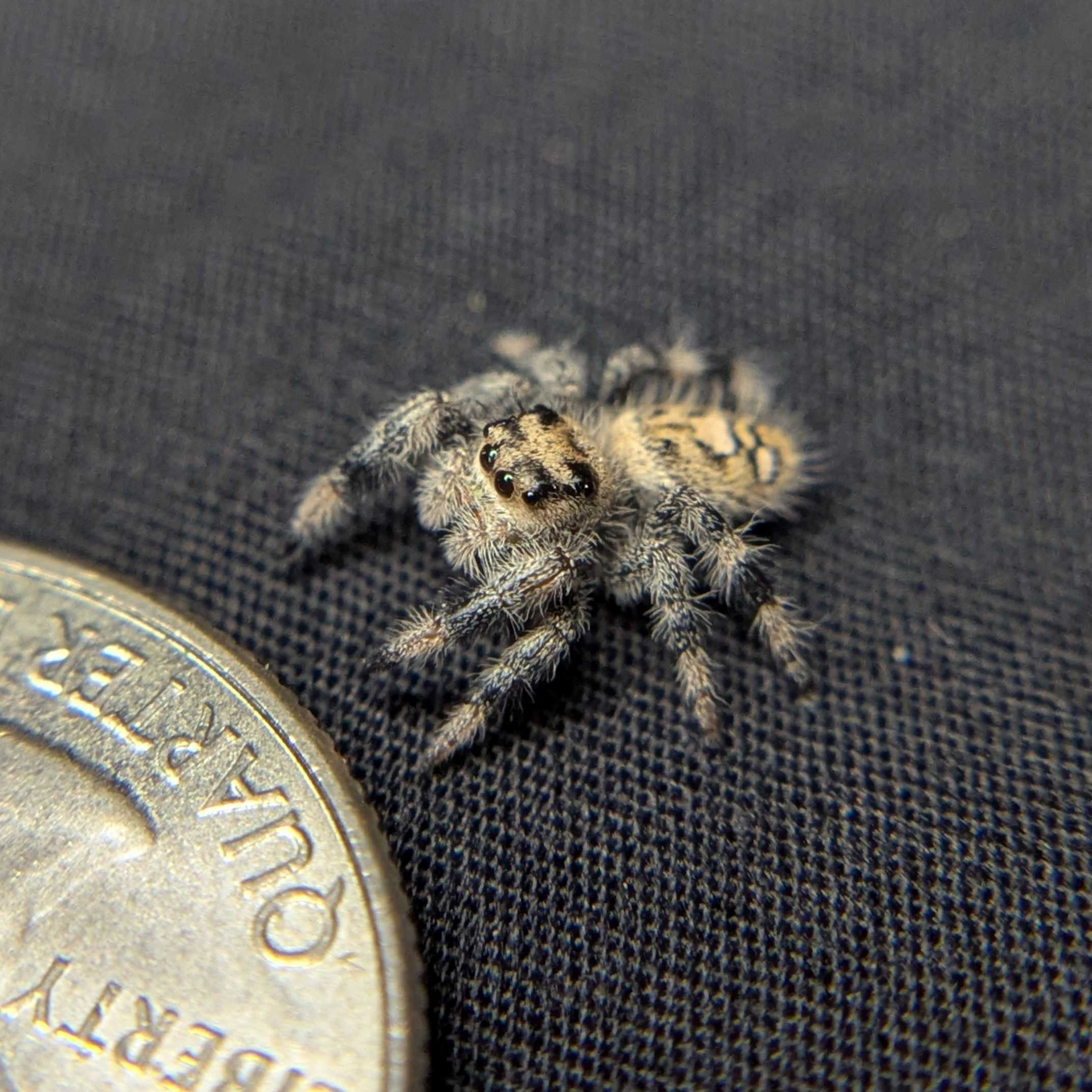 Regal Jumping Spider "Cashew"