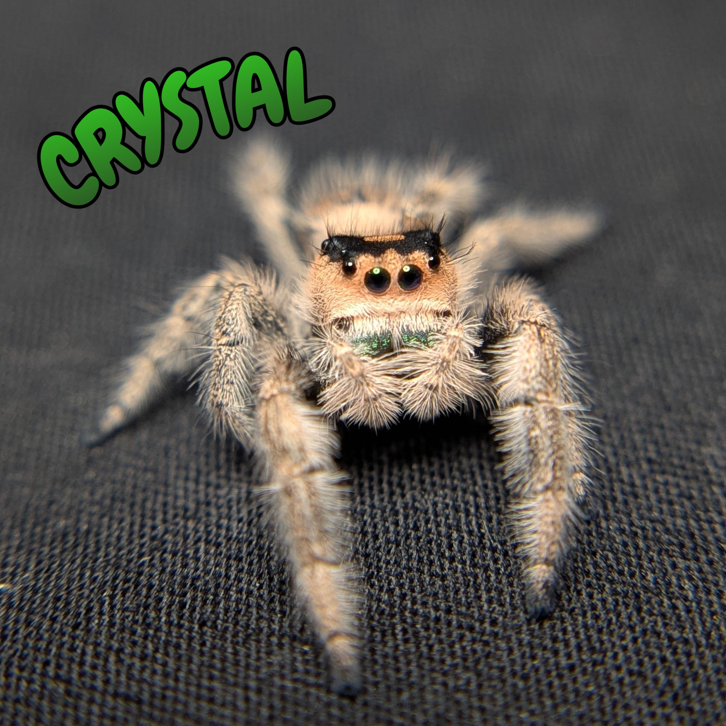 Female Regal Jumping Spider Crystal