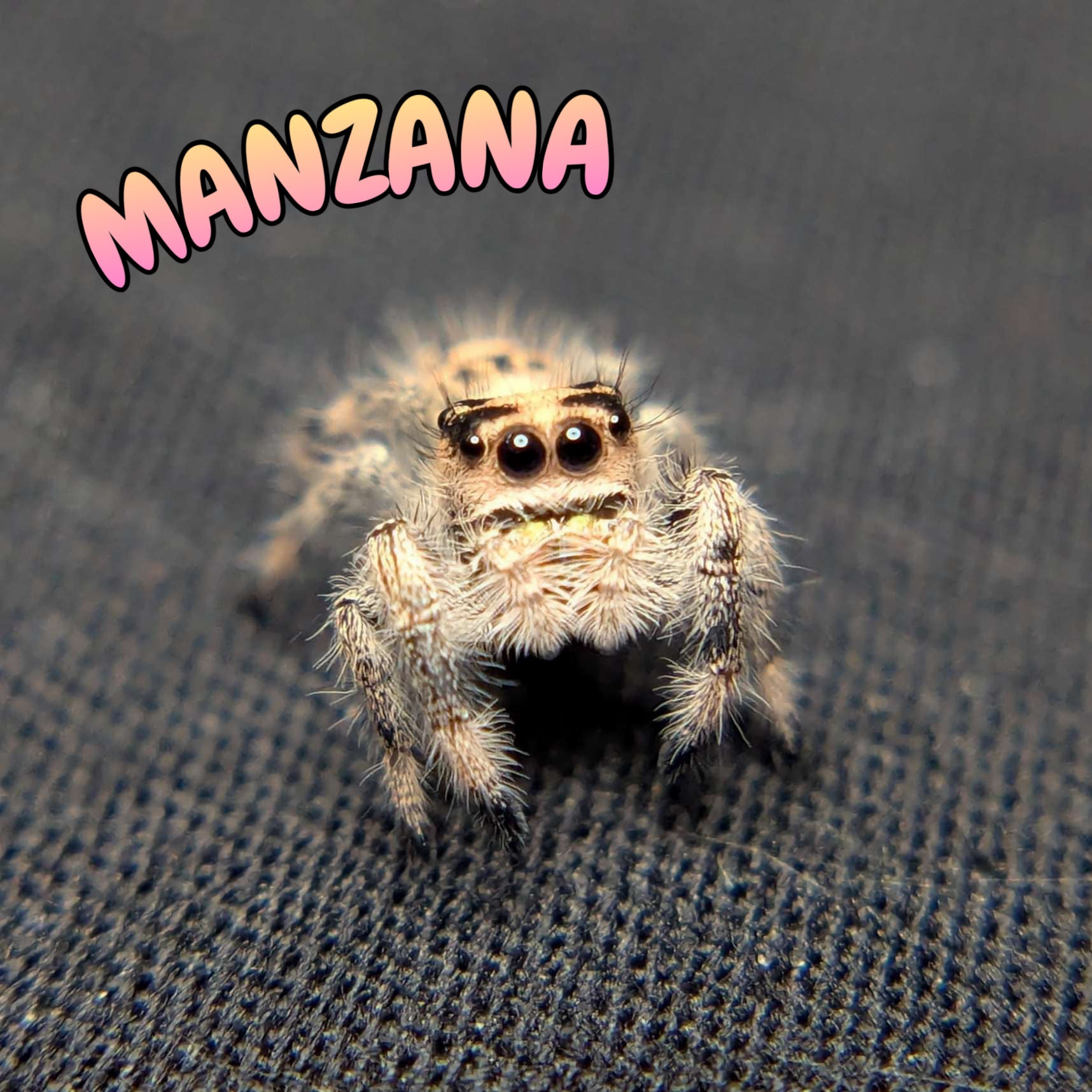 Female Regal Jumping Spider Manzana