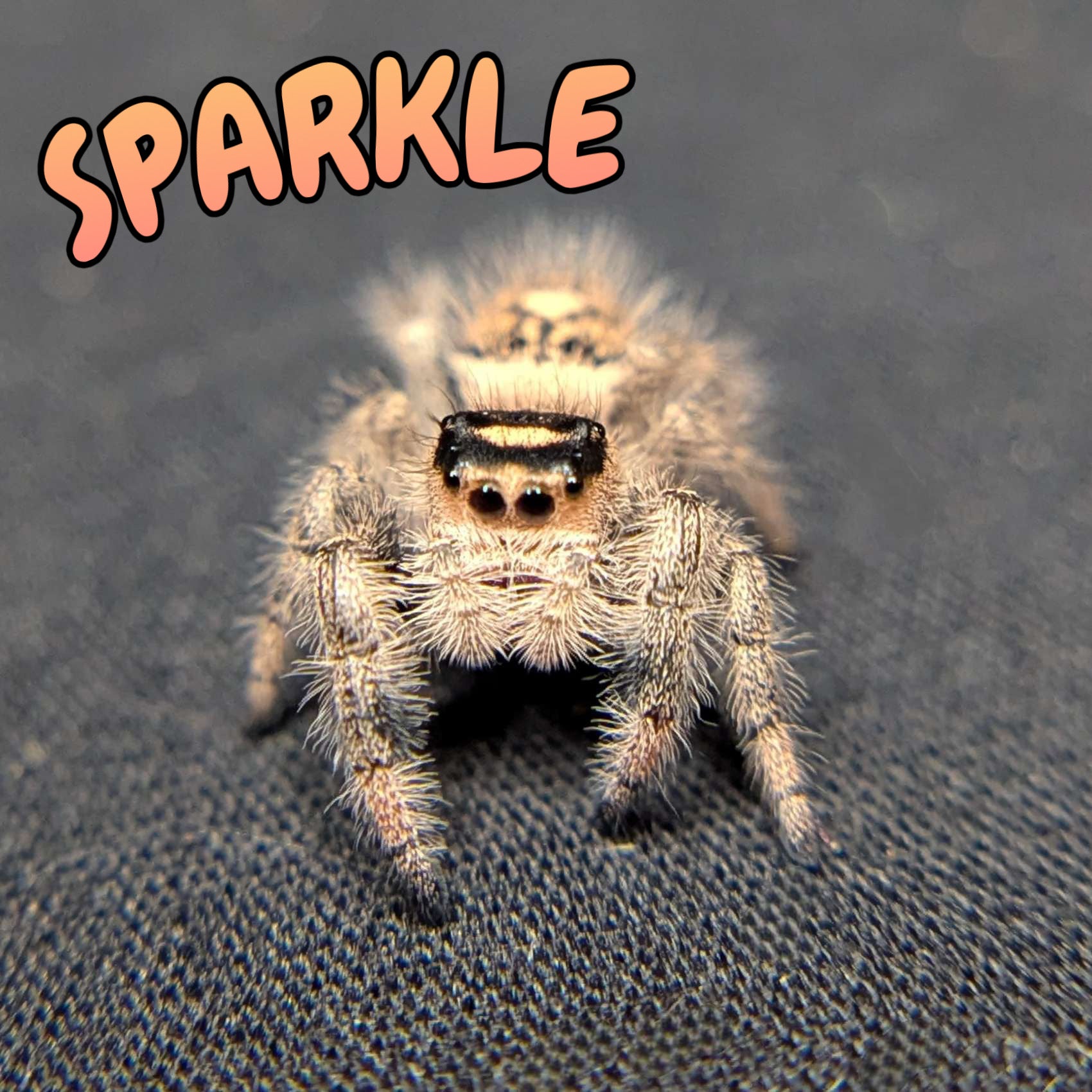 Regal Jumping Spider "Sparkle"
