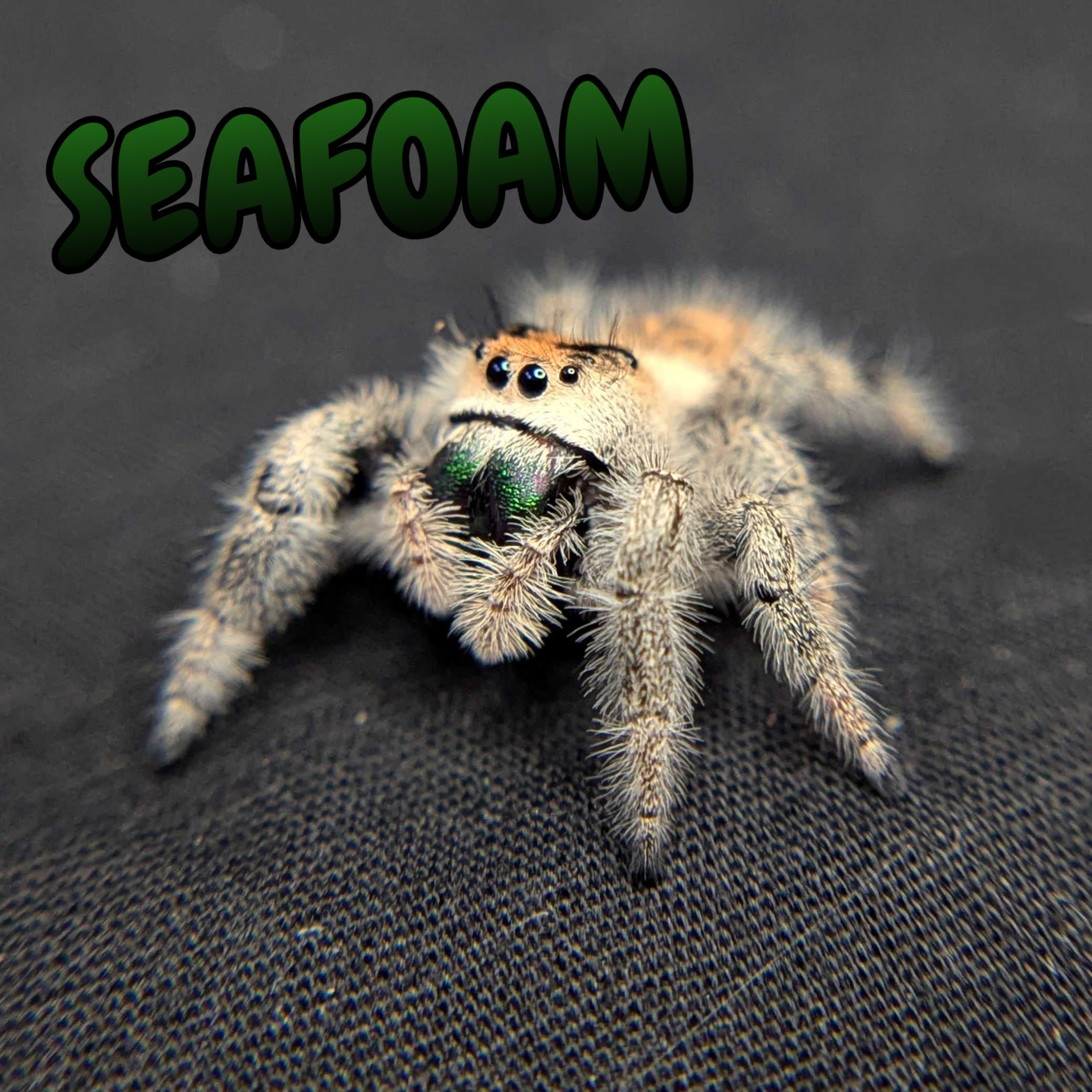Regal Jumping Spider "Seafoam"