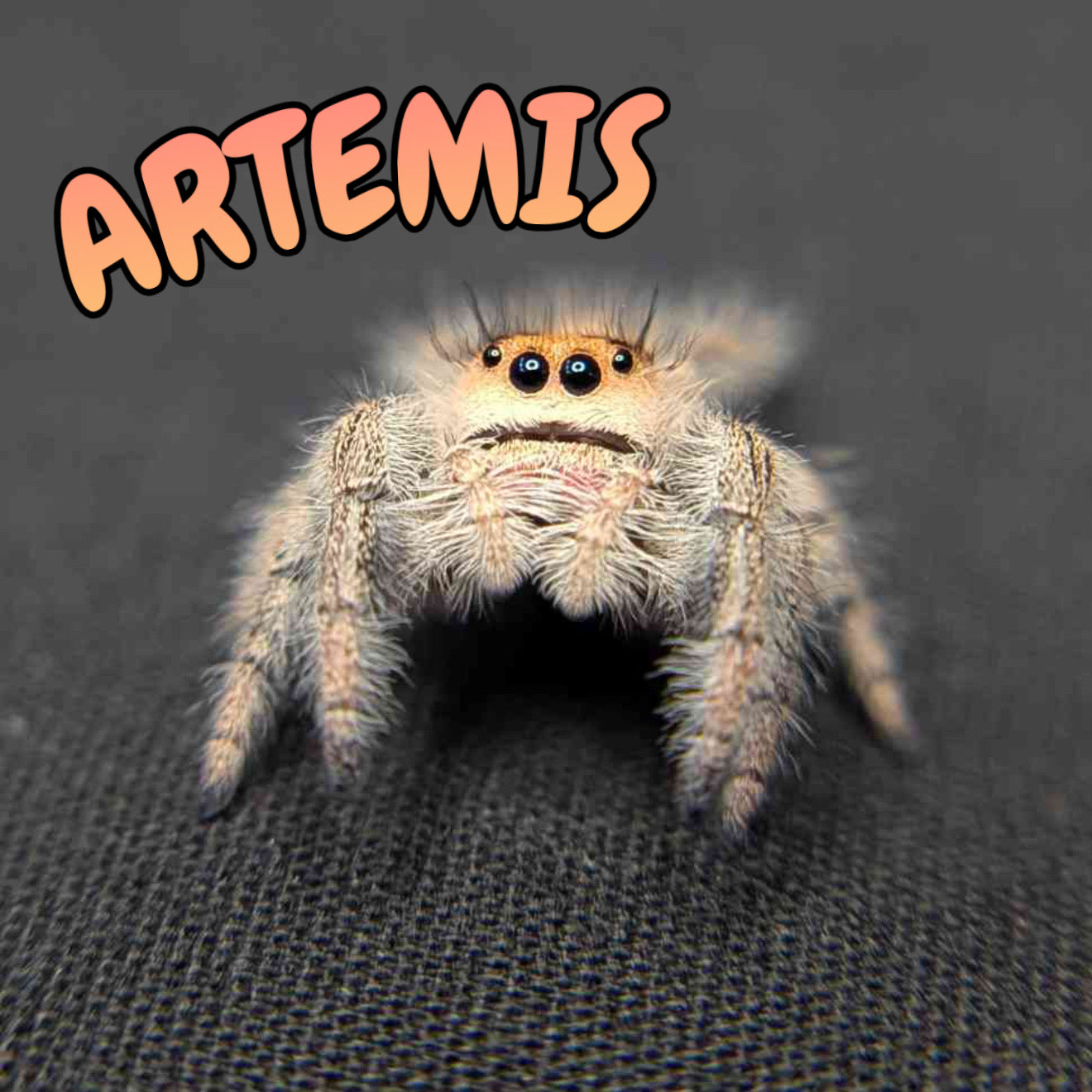 Regal Jumping Spider "Artemis"