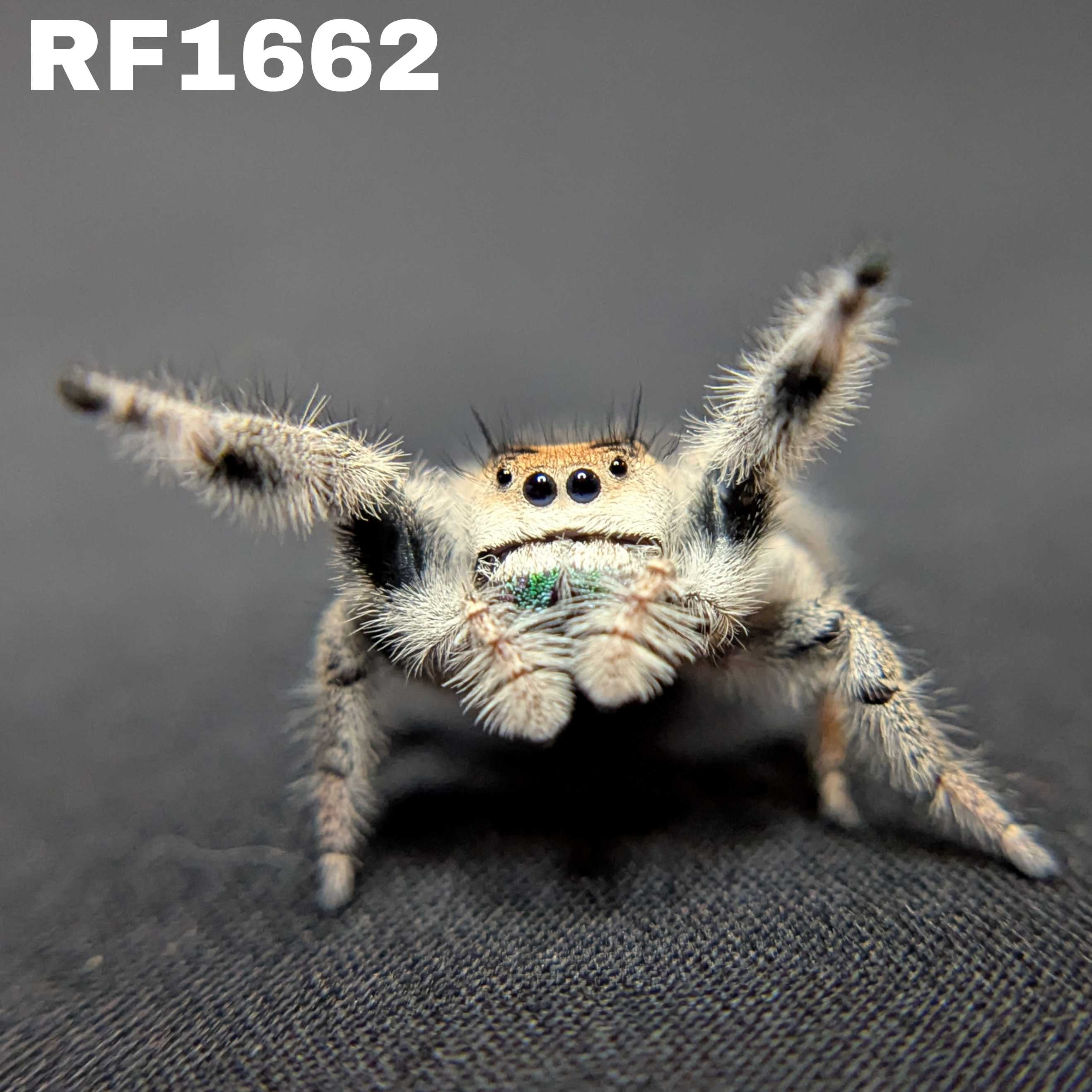 Regal Jumping Spider “OG Kush”