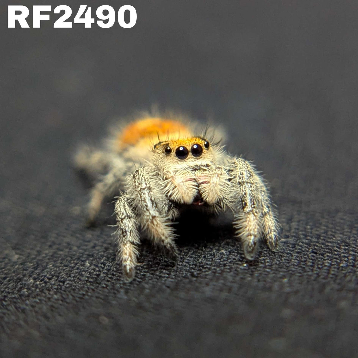 Regal Jumping Spider “Tater Tot”