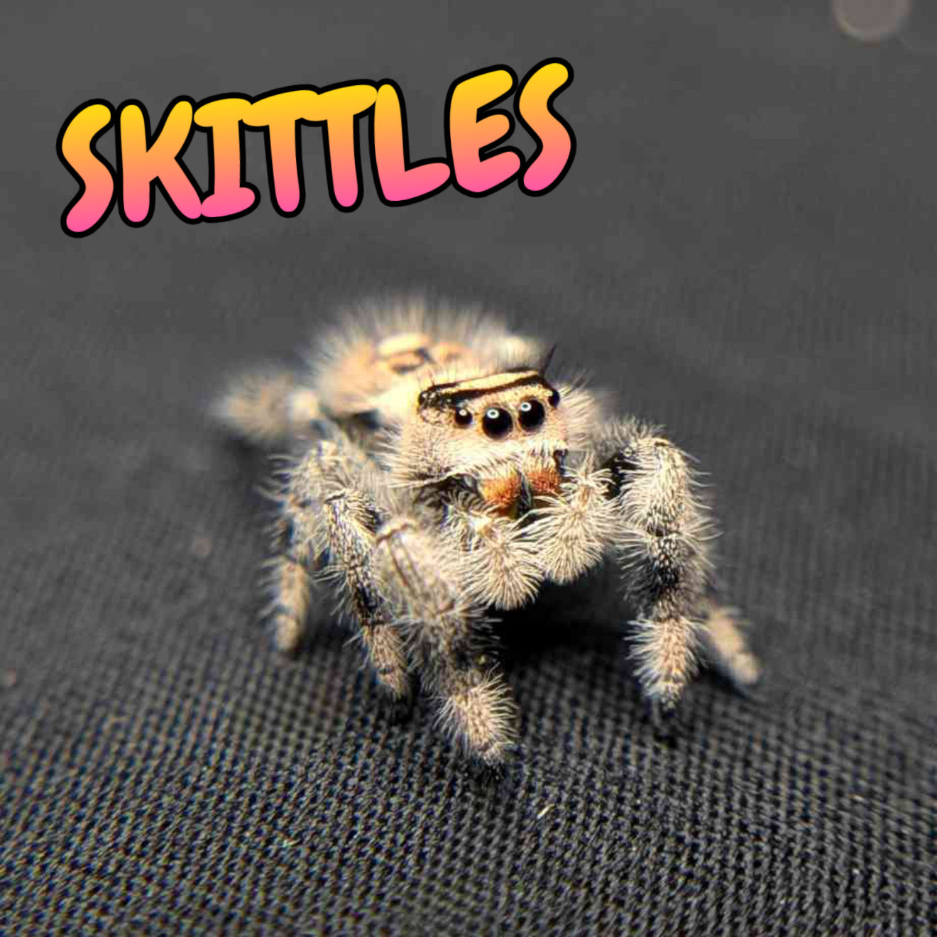 Regal Jumping Spider "Skittles"