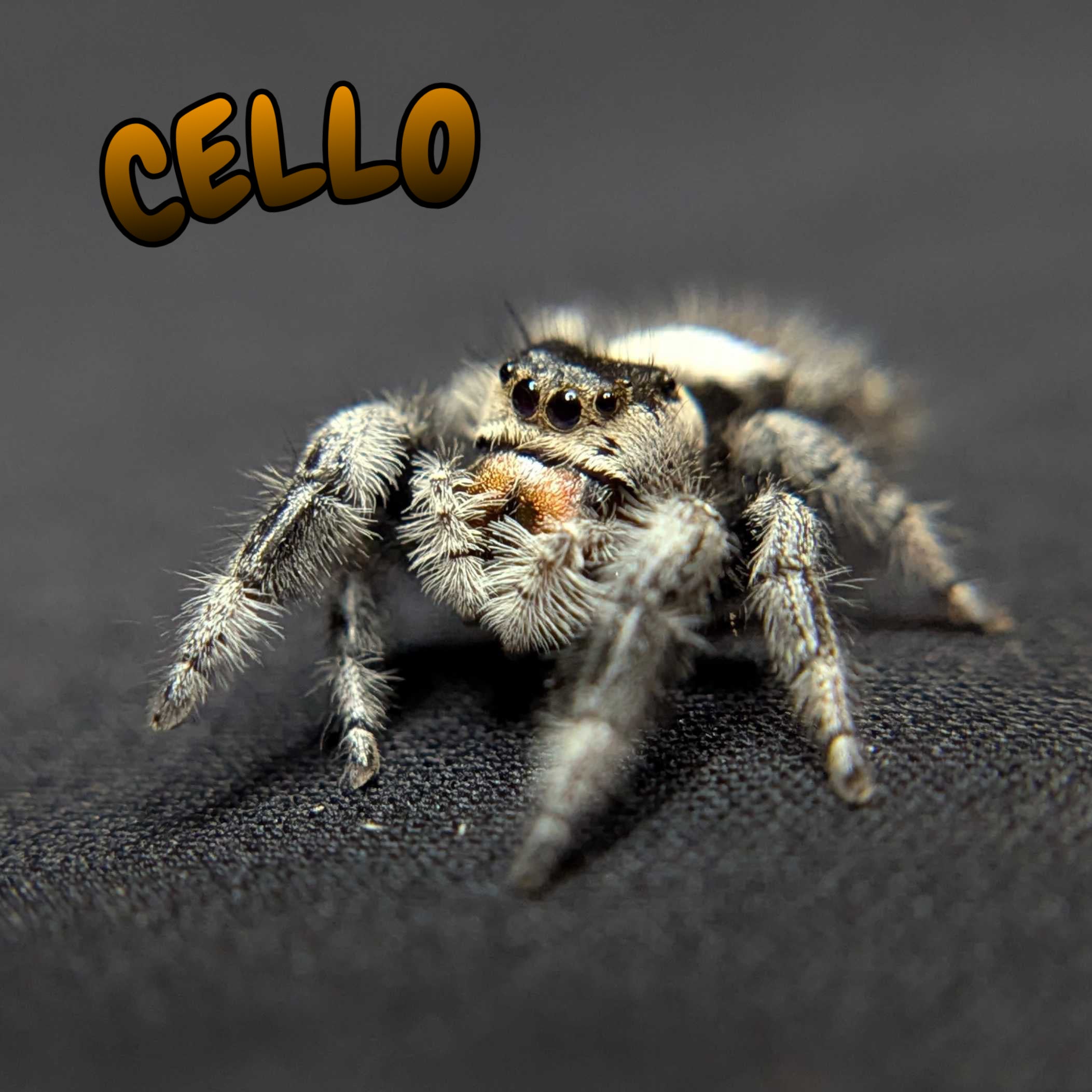 Regal Jumping Spider "Cello"