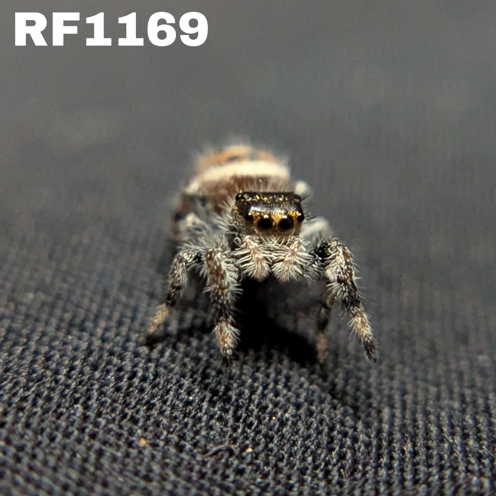 Regal Jumping Spider "Nutmeg"