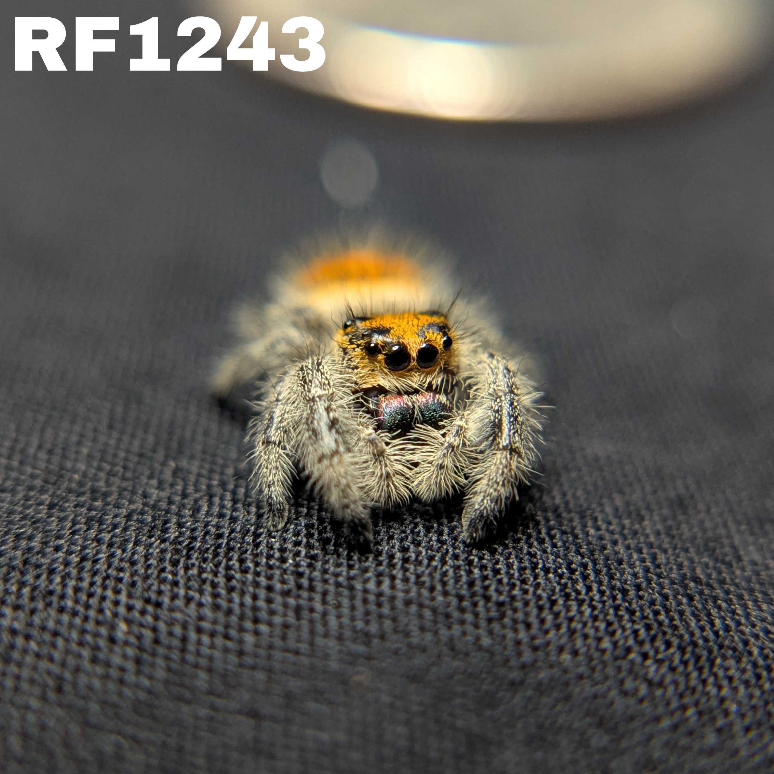 Regal Jumping Spider "Paradise"